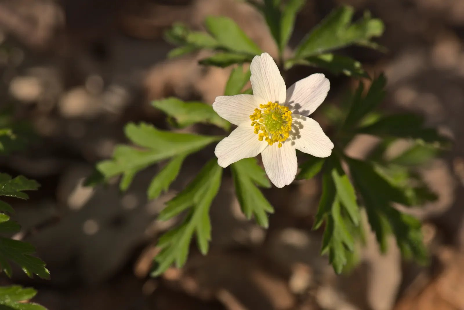 Wood Anemone (Anemone Nemorosa) — consider their ability to naturalize over time; forming impressive drifts