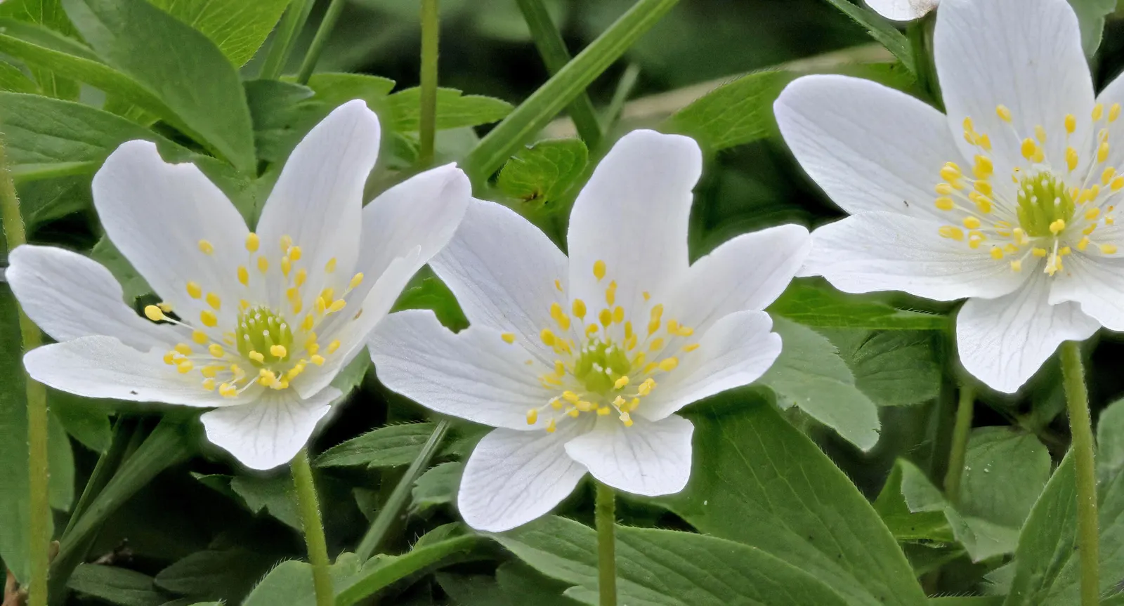 Wood Anemone (Anemone Nemorosa) — In early spring, its delicate white flowers, which may have a slight pink tint, typically span 1 inch across