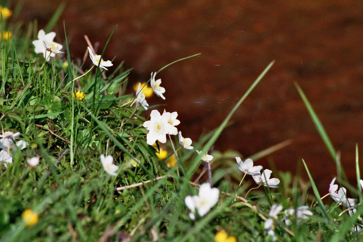 Wood Anemone (Anemone Nemorosa) — ground cover / perennial for full or half or shade; thus planning companion plantings that will sustain visual, image 182