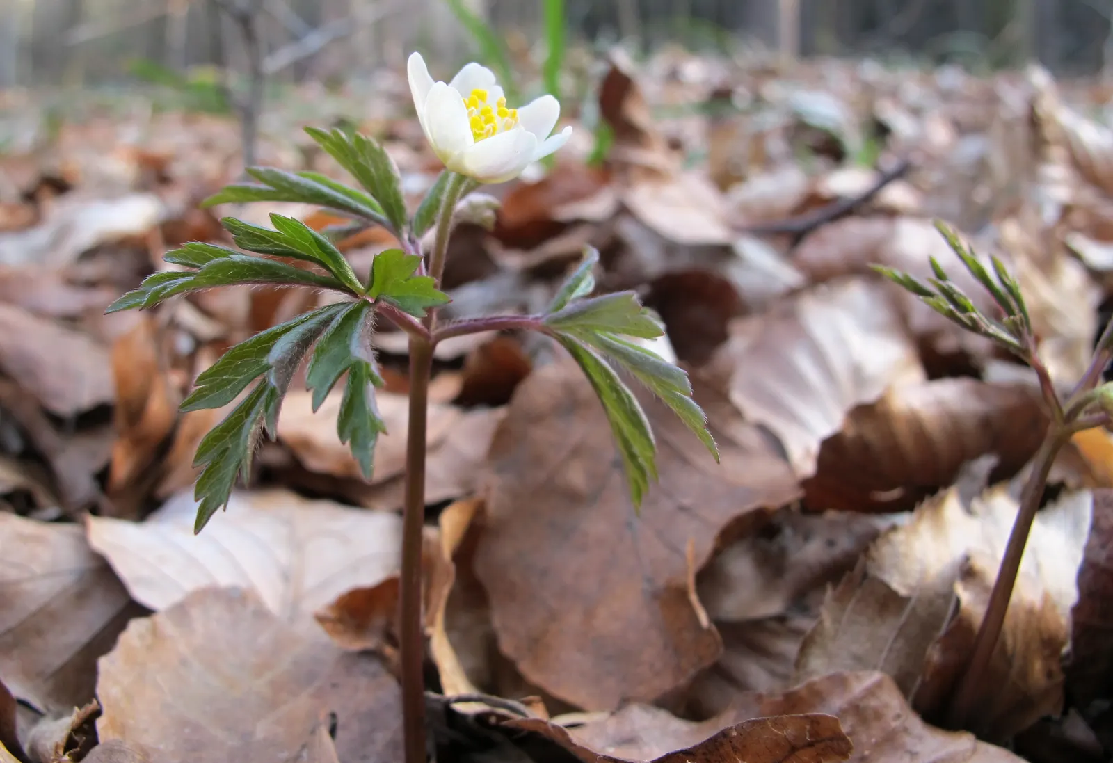 Wood Anemone (Anemone Nemorosa) — botanically known as Anemone nemorosa; surrounding a central cluster of yellow stamens.<br><br>Preferring dappled sunlight