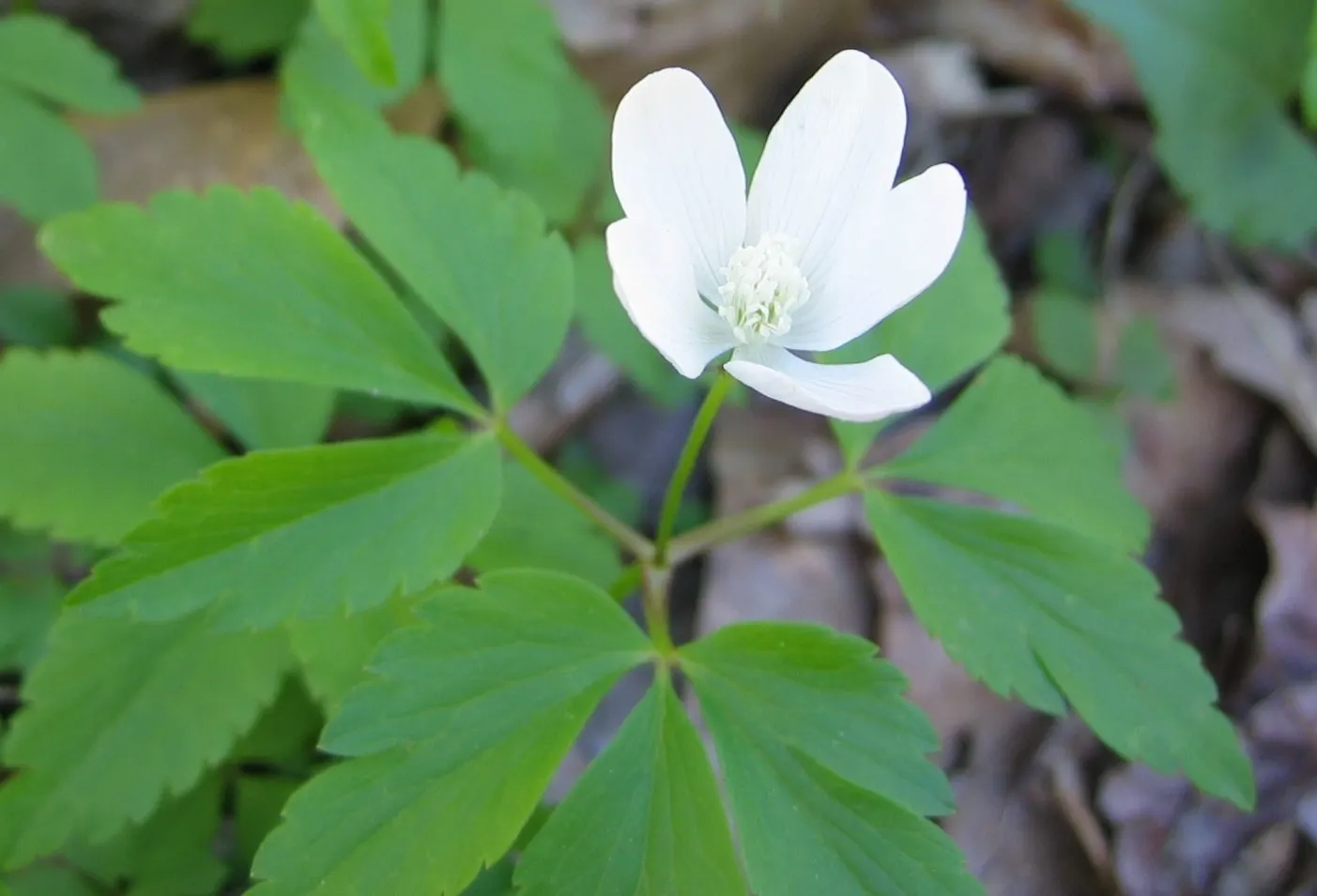 Wood Anemone (Anemone Nemorosa) — blue and pink and white flowers in the garden; the plant exhibits deeply lobed leaves that create a lush, green, image 180