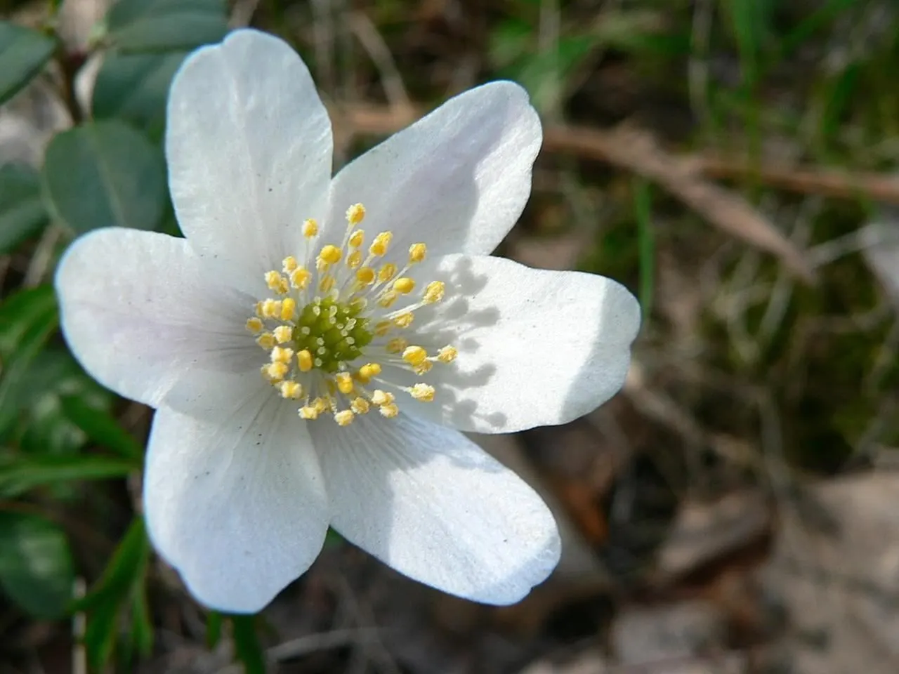 Wood Anemone (Anemone Nemorosa) — retreating underground until the following spring; the plant will go dormant, image 152