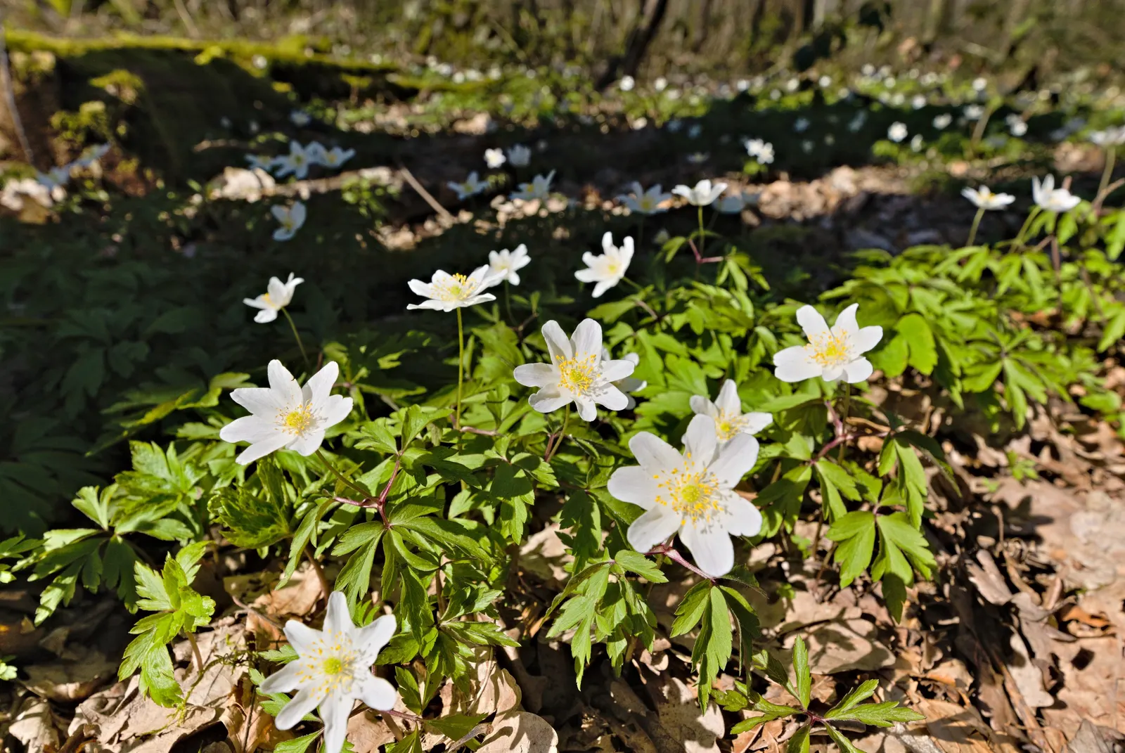 Wood Anemone (Anemone Nemorosa) — the plant will go dormant; anemone nemorosa requires well-draining, image 73