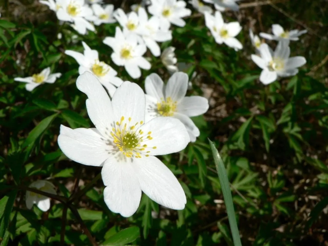 Wood Anemone (Anemone Nemorosa) — Adequate moisture is essential during growth periods