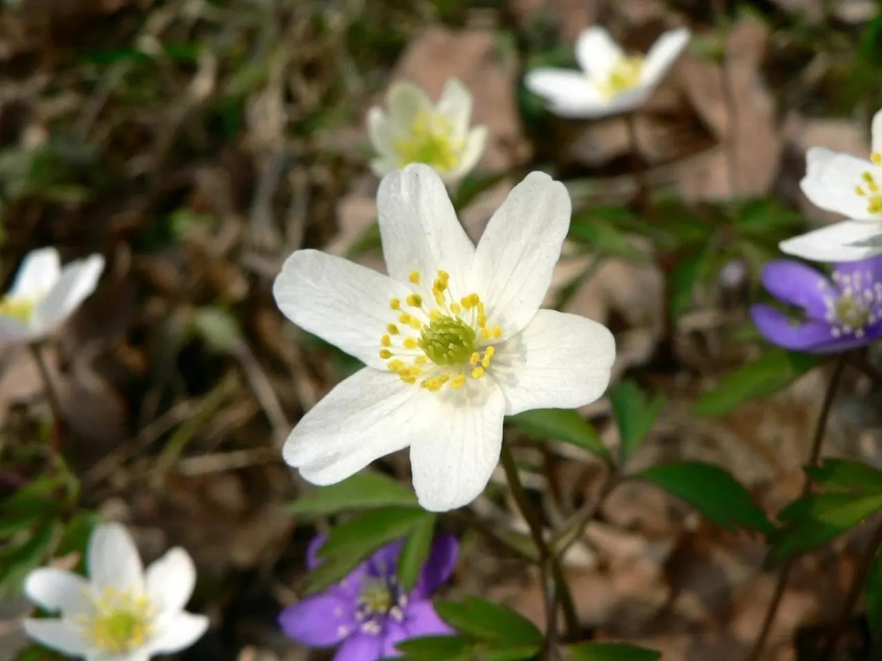 Wood Anemone (Anemone Nemorosa) — making it ideal for naturalizing in shaded garden spots or underplanting beneath trees; botanically known as, image 135