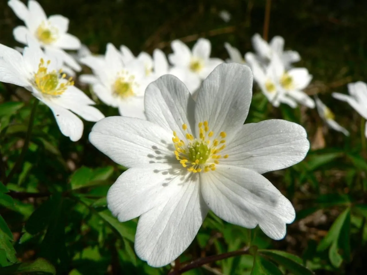 Wood Anemone (Anemone Nemorosa) — The ideal pH range for this plant is slightly acidic to neutral; making it ideal for naturalizing in shaded, image 94