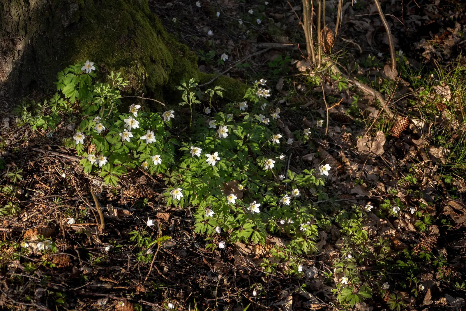 Wood Anemone (Anemone Nemorosa) — humus-rich soil and part to full shade; ground cover / perennial with blue and pink and white blooms, image 82