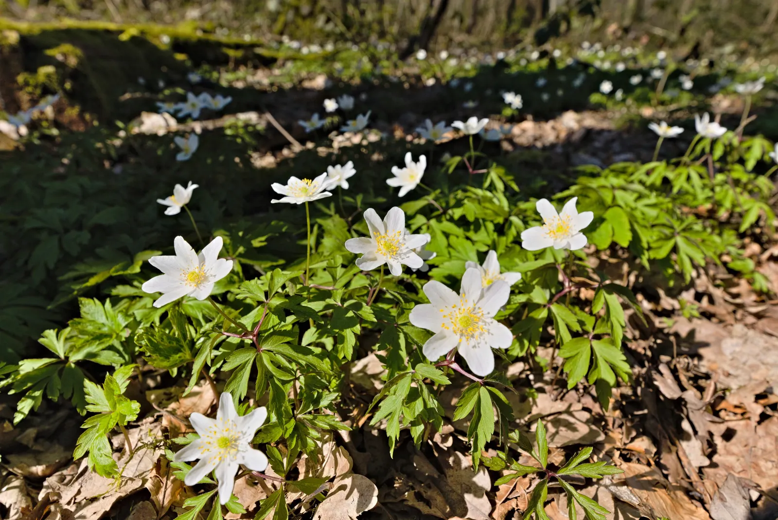 Wood Anemone (Anemone Nemorosa) — ground cover / perennial with blue and pink and white blooms; the ideal pH range for this plant is slightly acidic to neutral