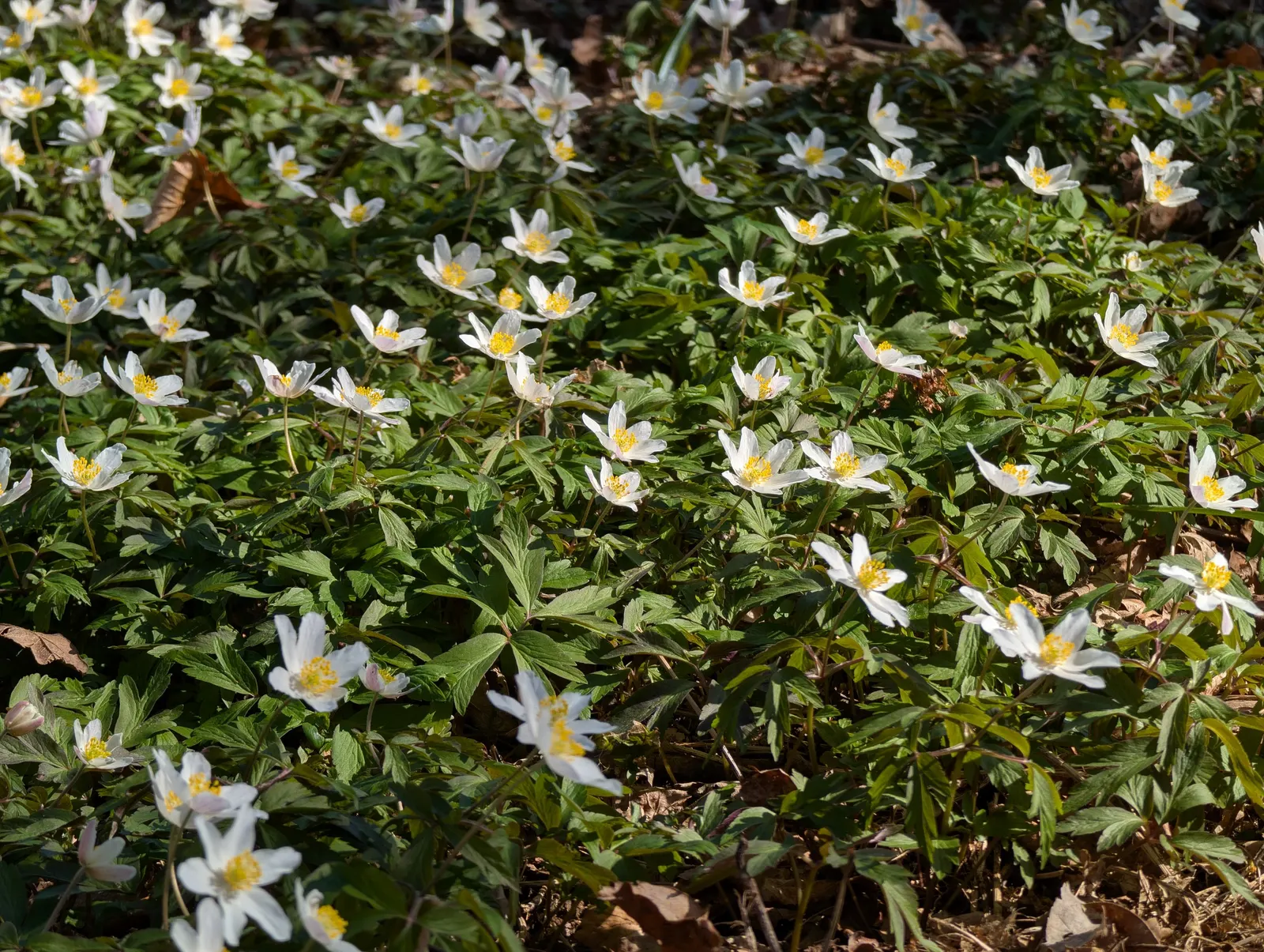 Wood Anemone (Anemone Nemorosa) — humus-rich soil and part to full shade; ground cover / perennial with blue and pink and white blooms, image 56