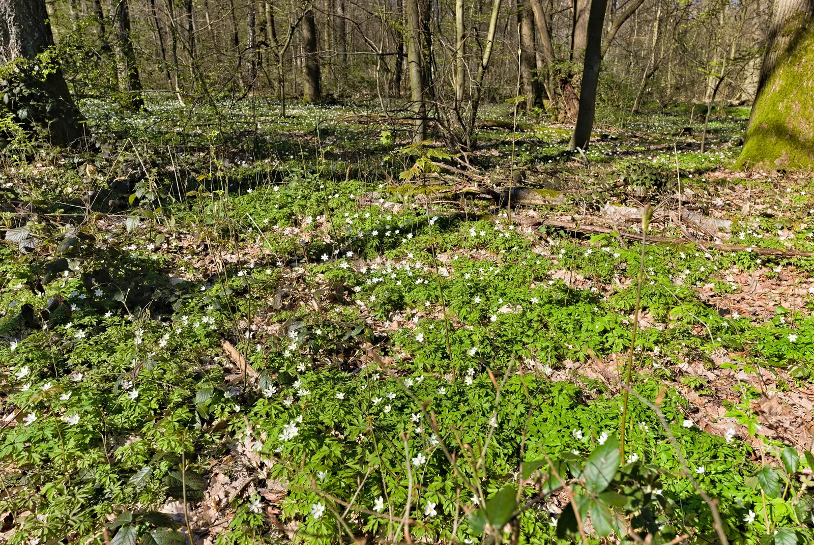 Wood Anemone (Anemone Nemorosa) — surrounding a central cluster of yellow stamens.<br><br>Preferring dappled sunlight; expect a flush of starry, image 65