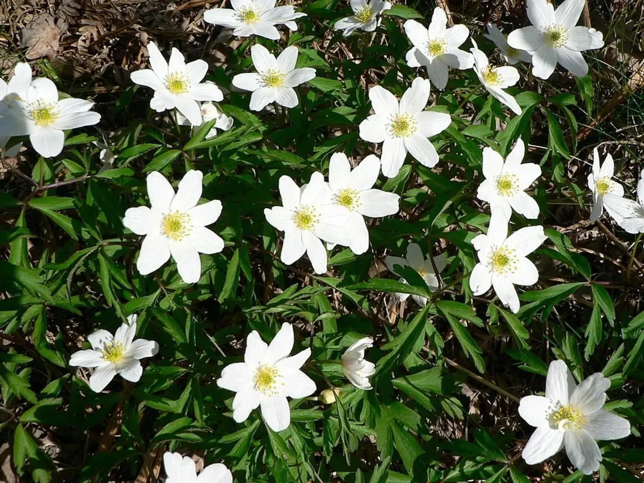 Wood Anemone (Anemone Nemorosa) — botanically known as Anemone nemorosa; surrounding a central cluster of yellow stamens.<br><br>Preferring dappled, image 84