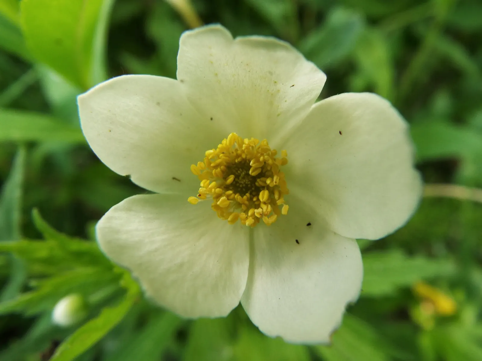 Wood Anemone (Anemone Nemorosa) — ground cover / perennial with blue and pink and white blooms; the ideal pH range for this plant is slightly, image 77