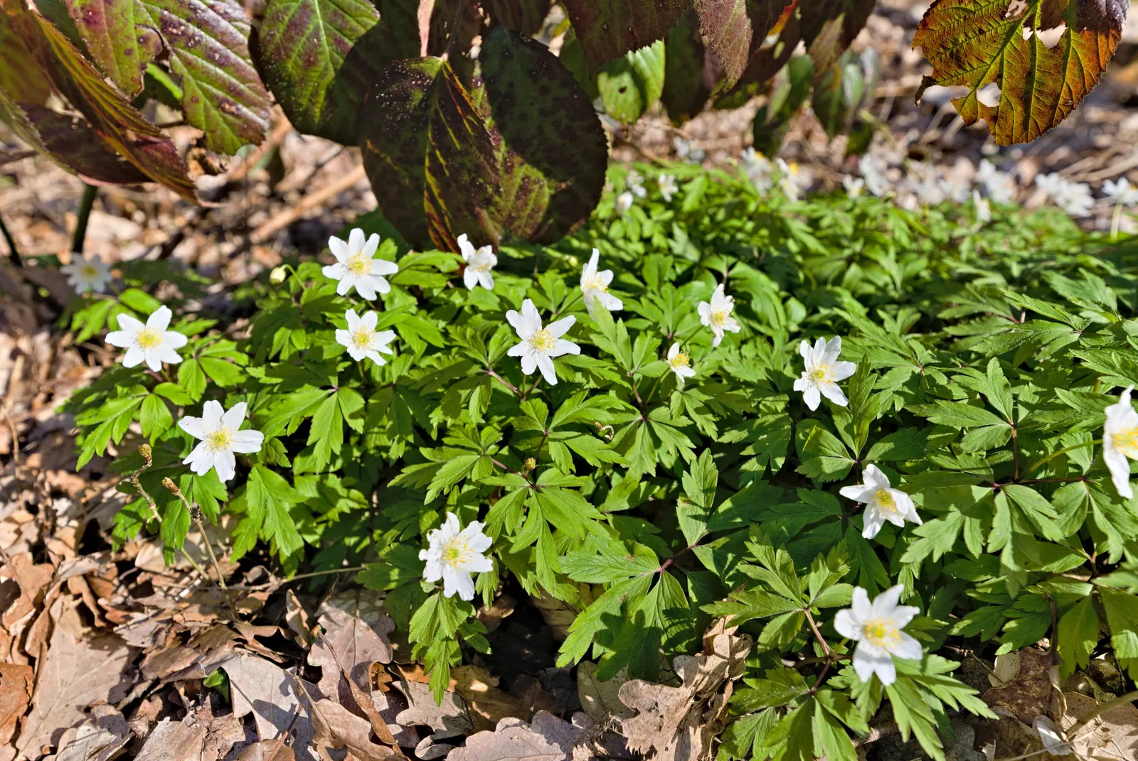 Wood Anemone (Anemone Nemorosa) — The ideal pH range for this plant is slightly acidic to neutral; making it ideal for naturalizing in shaded, image 120