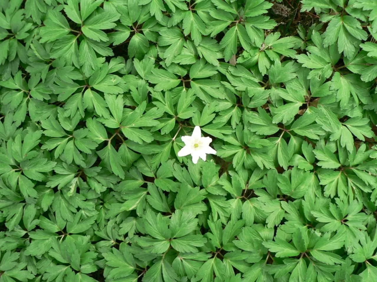 Wood Anemone (Anemone Nemorosa) — humus-rich soil and part to full shade; ground cover / perennial with blue and pink and white blooms