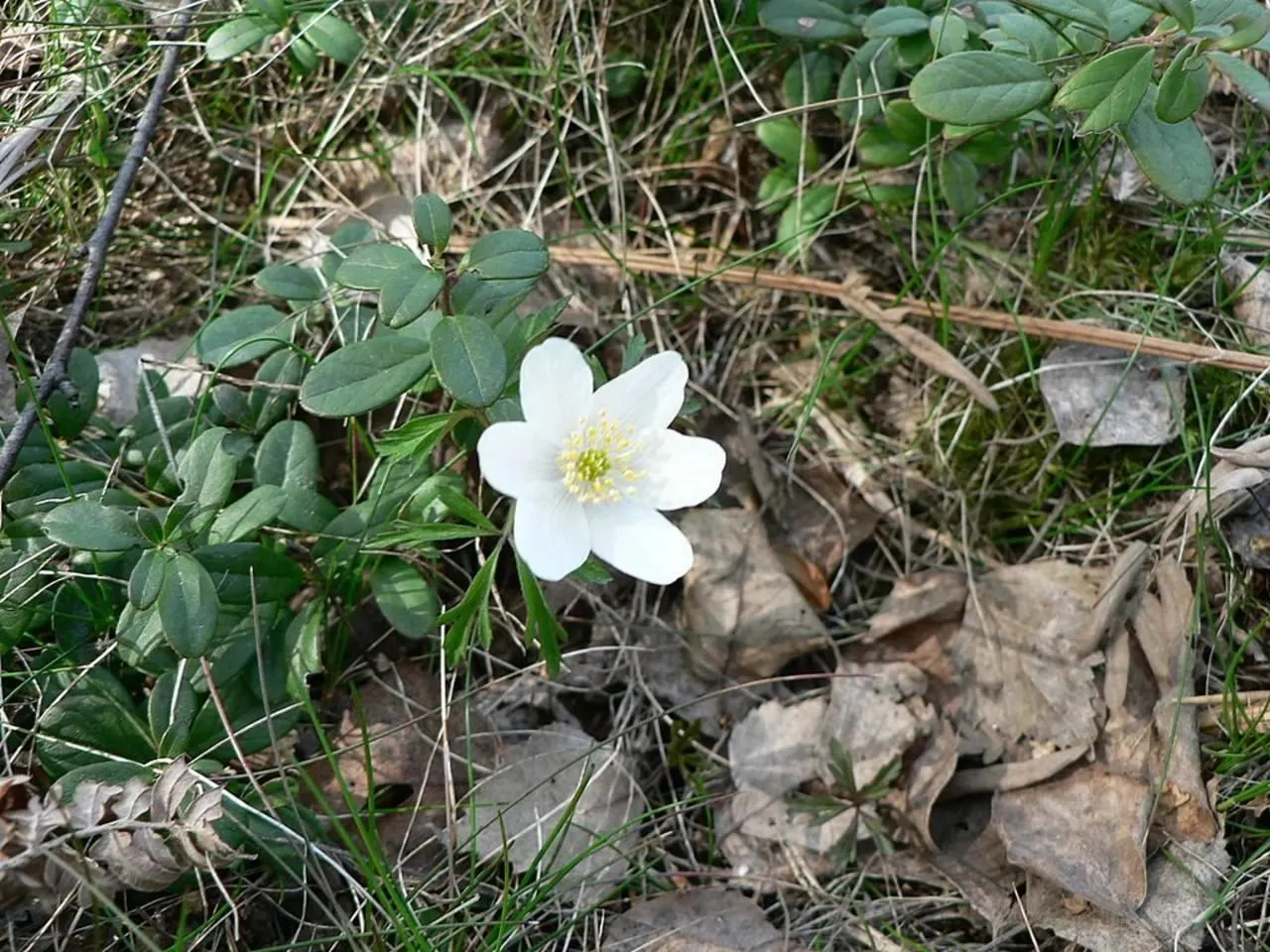 Wood Anemone (Anemone Nemorosa) — expect a flush of starry blooms; humus-rich soil that emulates the leaf-litter found in its natural forest floor habitat
