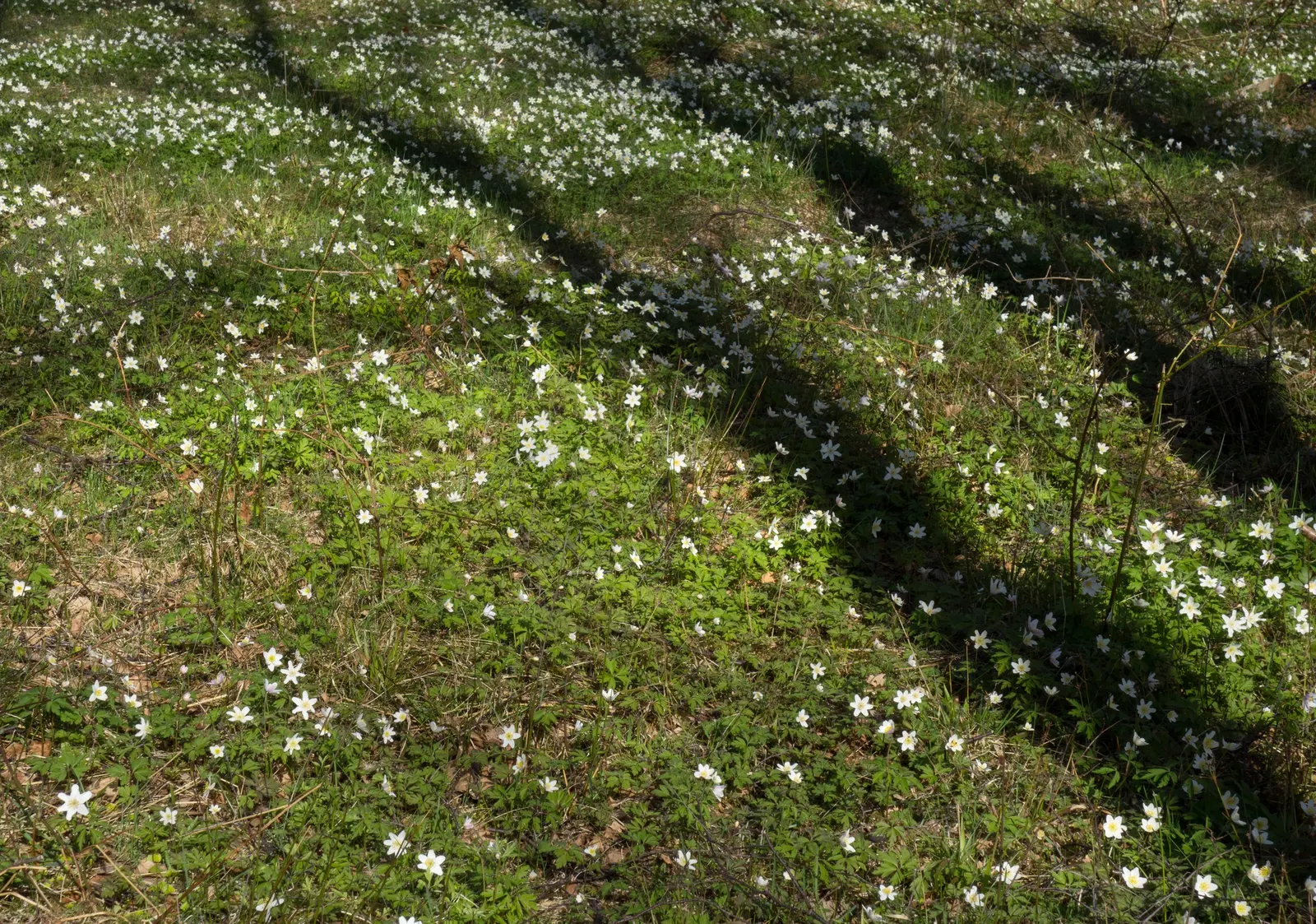 Wood Anemone (Anemone Nemorosa) — Anemone nemorosa requires well-draining; adequate moisture is essential during growth periods, image 170