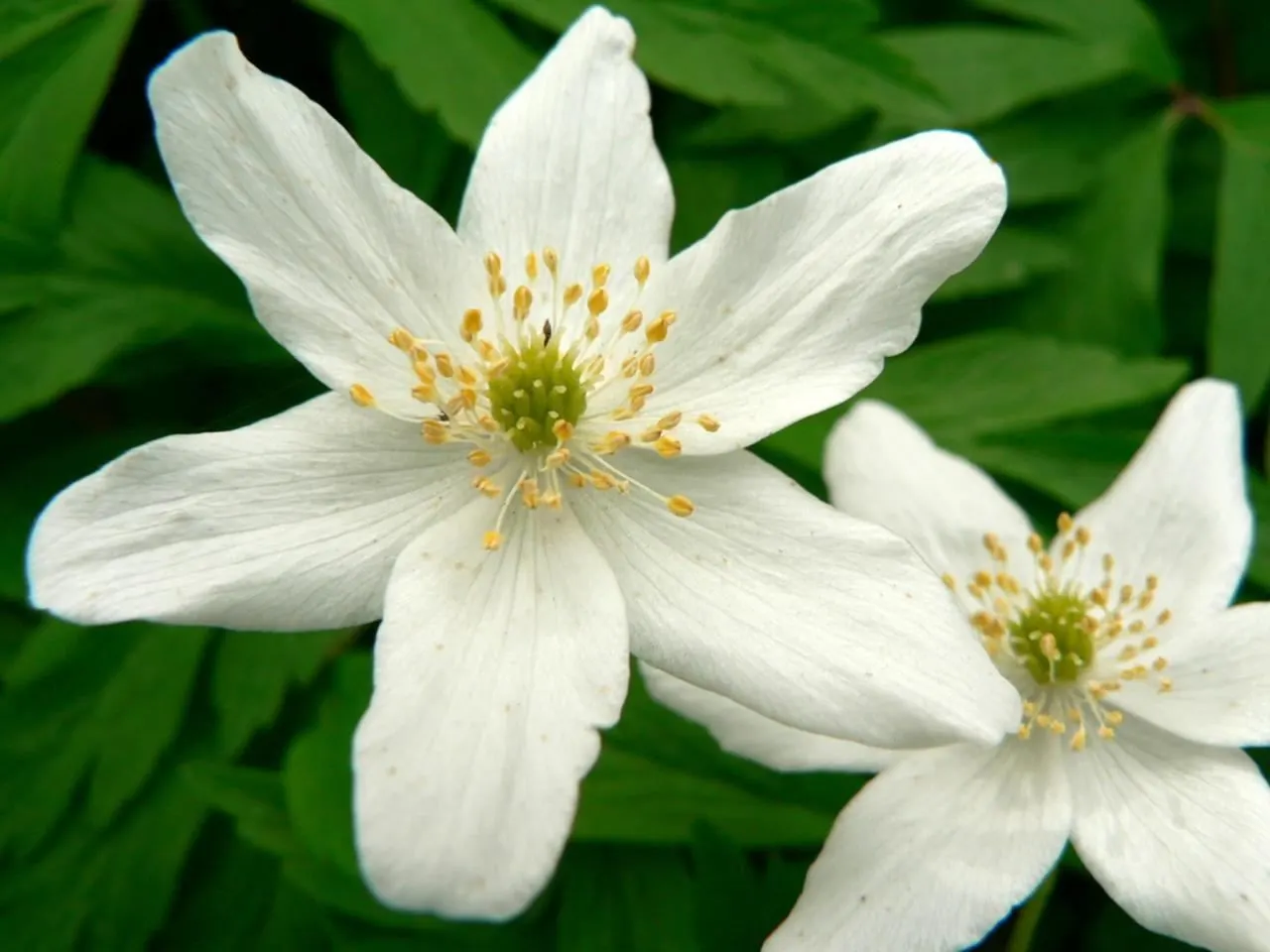 Wood Anemone (Anemone Nemorosa) — surrounding a central cluster of yellow stamens.<br><br>Preferring dappled sunlight