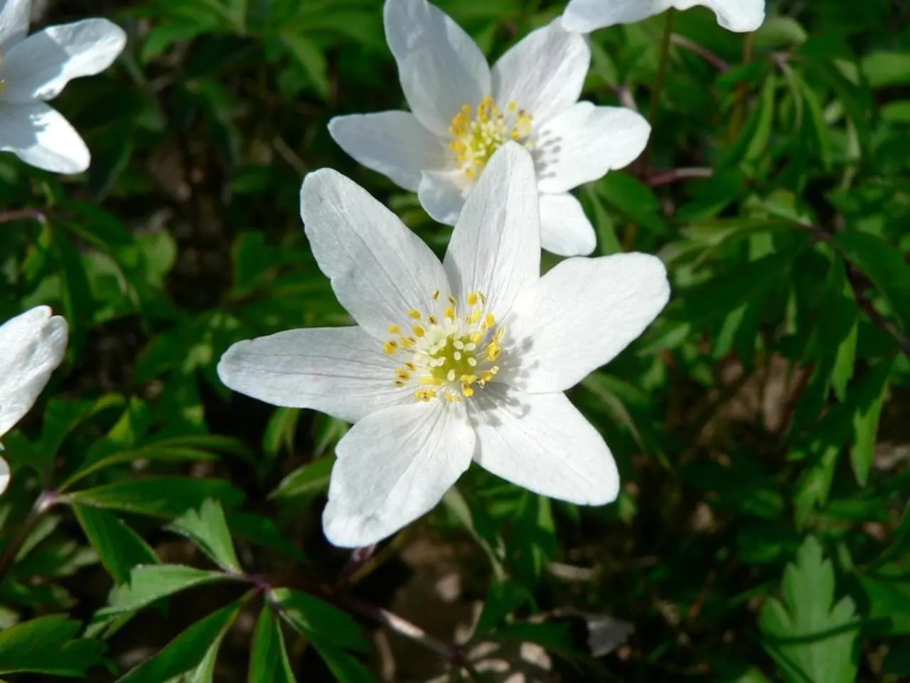 Wood Anemone (Anemone Nemorosa) — Adequate moisture is essential during growth periods; often with a hint of blue or pink on the reverse, image 69