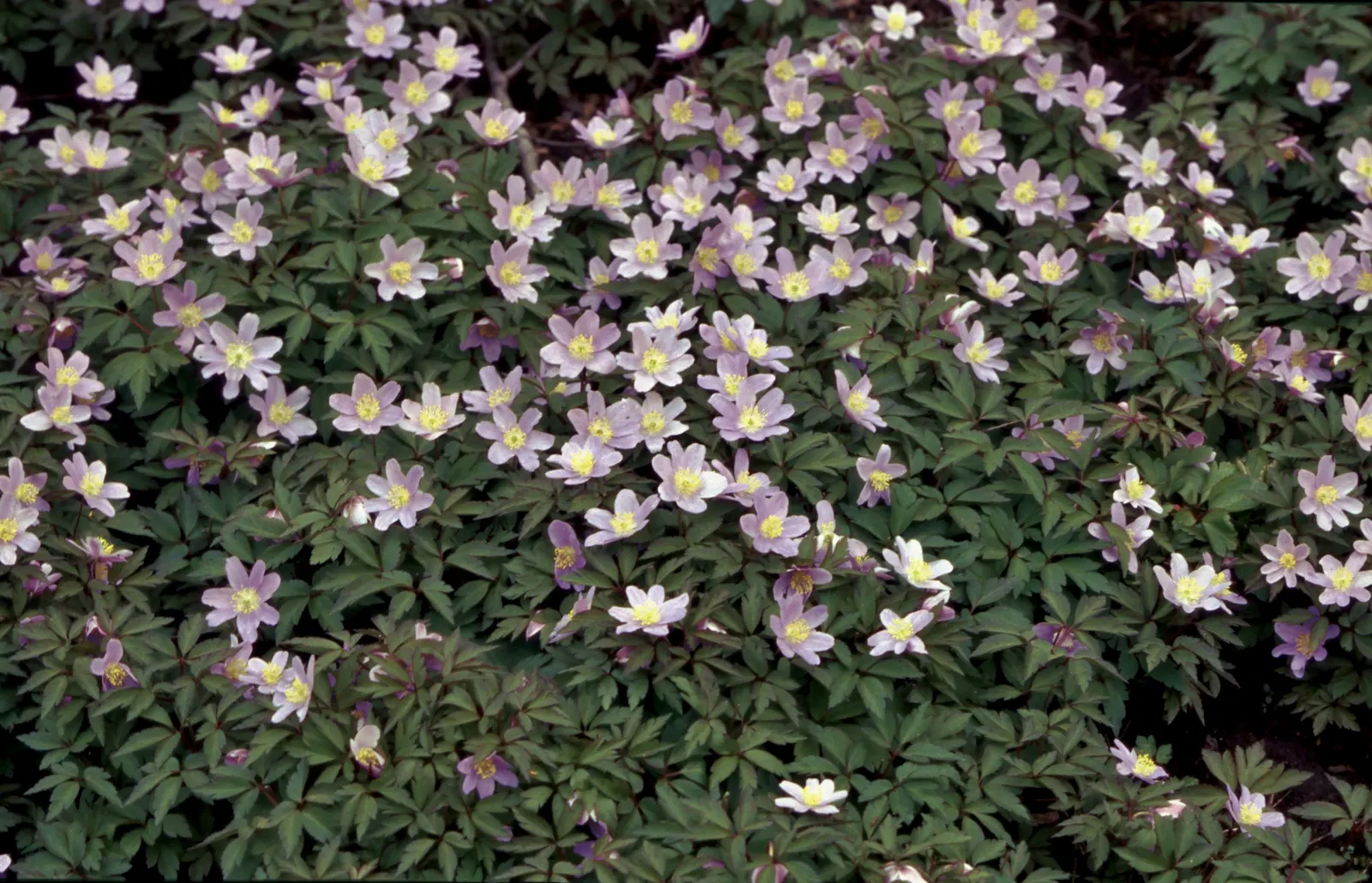 Wood Anemone (Anemone Nemorosa) — often with a hint of blue or pink on the reverse