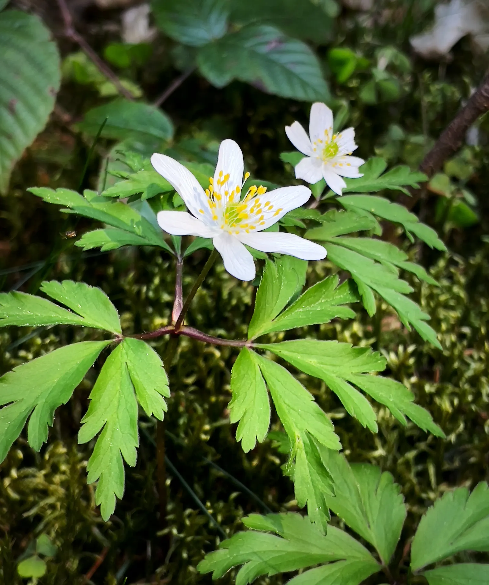 Wood Anemone (Anemone Nemorosa) — humus-rich soil that emulates the leaf-litter found in its natural forest floor habitat; blue and pink and white, image 171