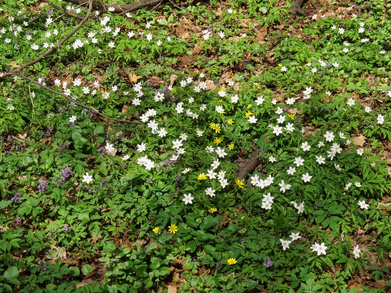 Wood Anemone (Anemone Nemorosa) — is a captivating perennial that brings a delicate beauty to any shade or woodland garden; they partner, image 163