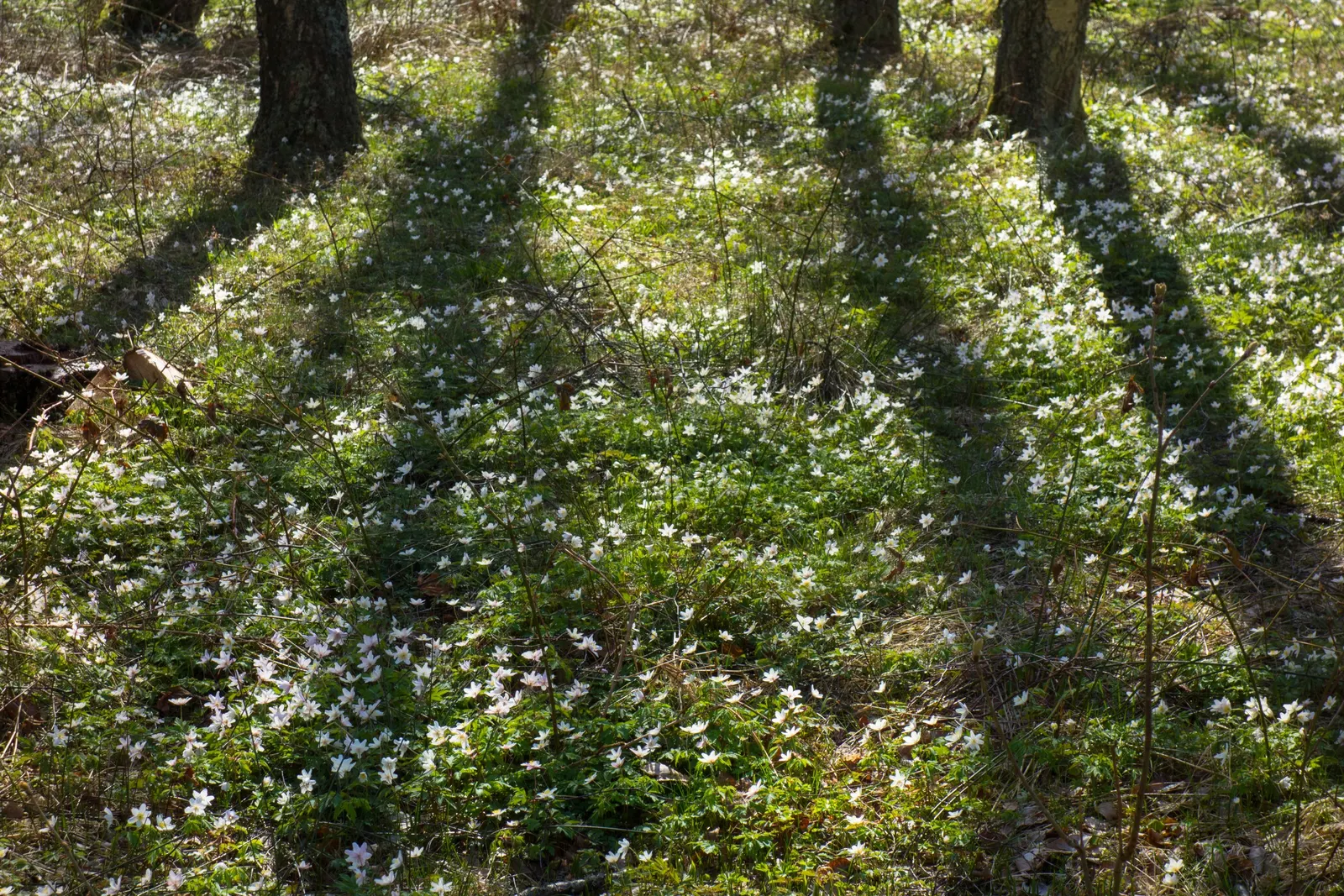 Wood Anemone (Anemone Nemorosa) — is a captivating perennial that brings a delicate beauty to any shade or woodland garden; they partner, image 111