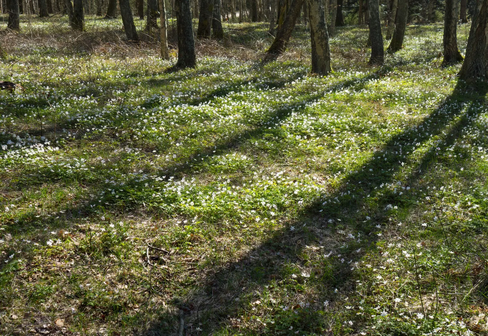 Wood Anemone (Anemone Nemorosa) — The Wood Anemone, or Anemone nemorosa, thrives in deciduous woodland settings; humus-rich soil and part to full, image 183