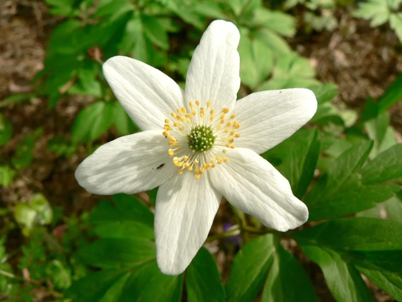 Wood Anemone (Anemone Nemorosa) — thus planning companion plantings that will sustain visual interest through the summer and fall is prudent; this, image 127