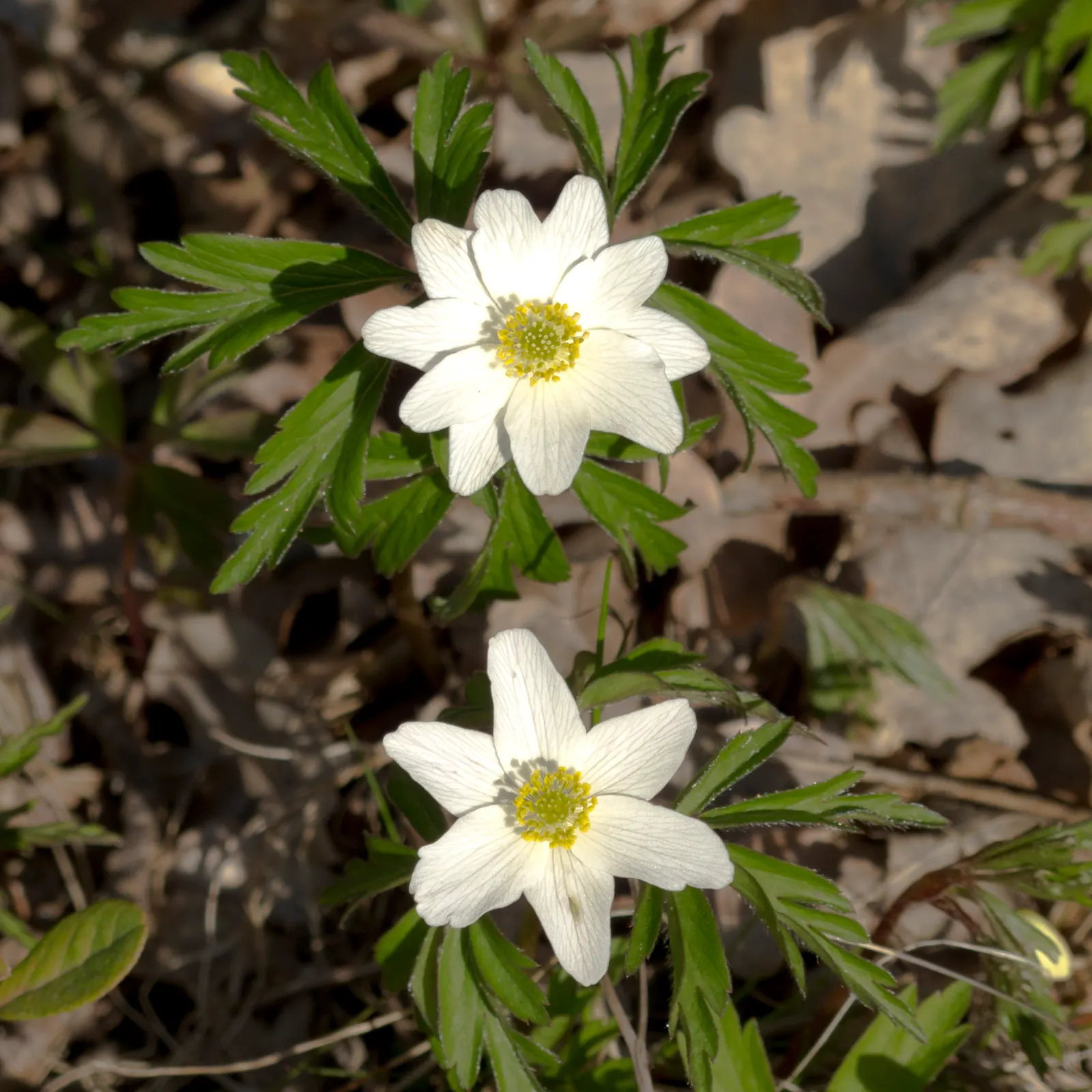 Wood Anemone (Anemone Nemorosa) — humus-rich soil that emulates the leaf-litter found in its natural forest floor habitat; blue and pink and white, image 145