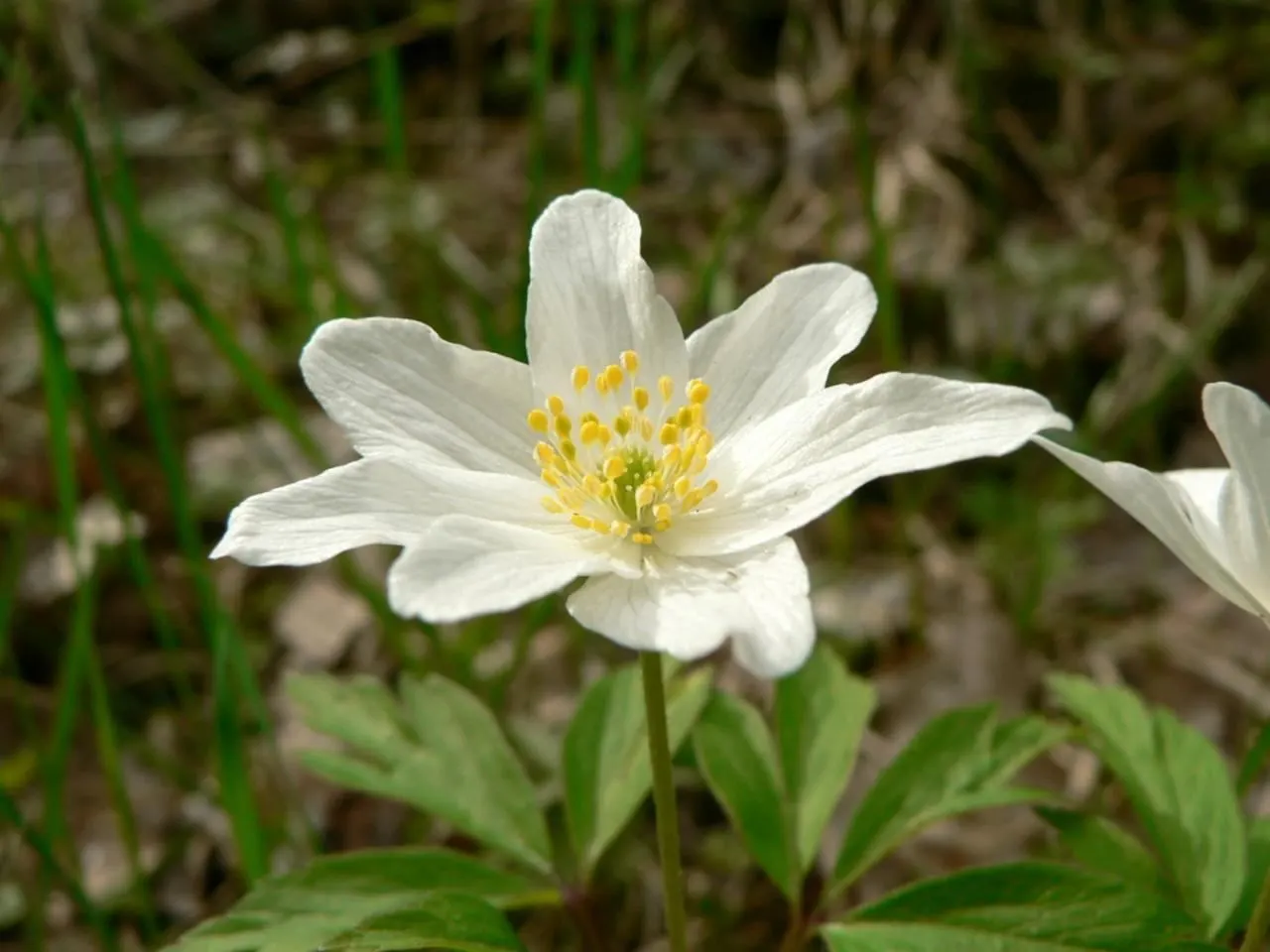 Wood Anemone (Anemone Nemorosa) — forming impressive drifts; ground cover / perennial for full or half or shade, image 149