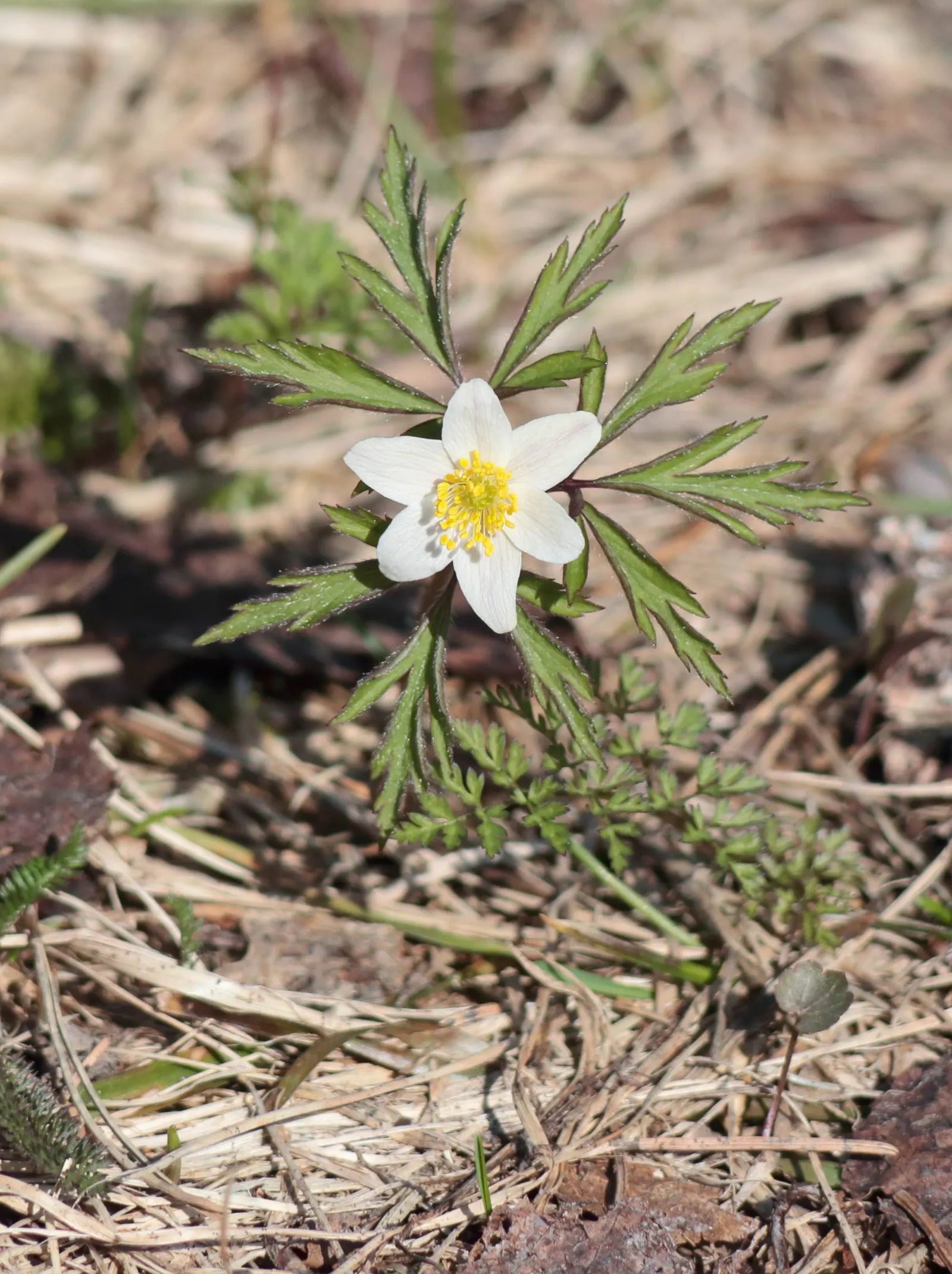 Wood Anemone (Anemone Nemorosa) — consider their ability to naturalize over time; forming impressive drifts, image 148