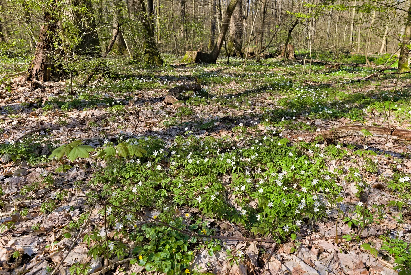 Wood Anemone (Anemone Nemorosa) — thus planning companion plantings that will sustain visual interest through the summer and fall is prudent; this, image 101