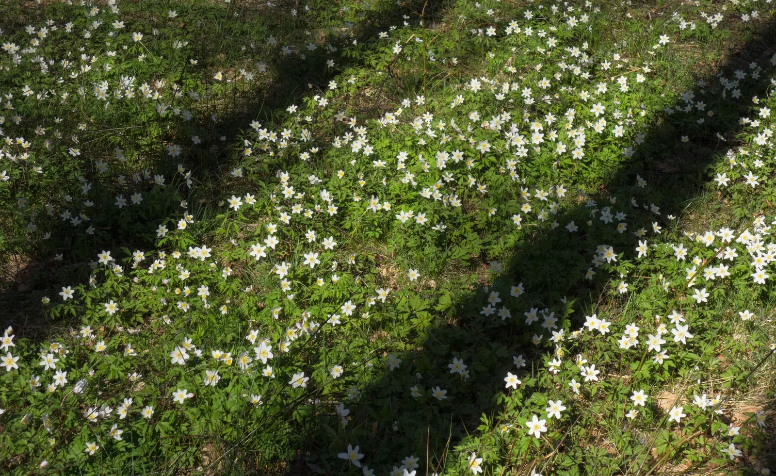 Wood Anemone (Anemone Nemorosa) — The Wood Anemone, or Anemone nemorosa, thrives in deciduous woodland settings; humus-rich soil and part to full, image 79