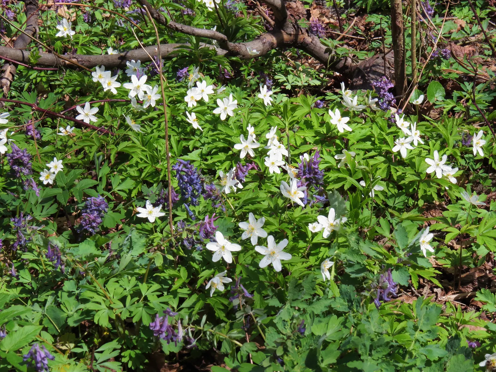 Wood Anemone (Anemone Nemorosa) — is a captivating perennial that brings a delicate beauty to any shade or woodland garden; they partner, image 85
