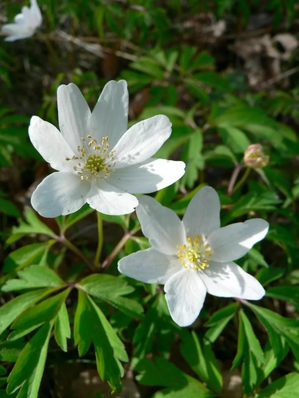 Wood Anemone (Anemone Nemorosa) — The Wood Anemone, or Anemone nemorosa, thrives in deciduous woodland settings; humus-rich soil and part to full, image 131