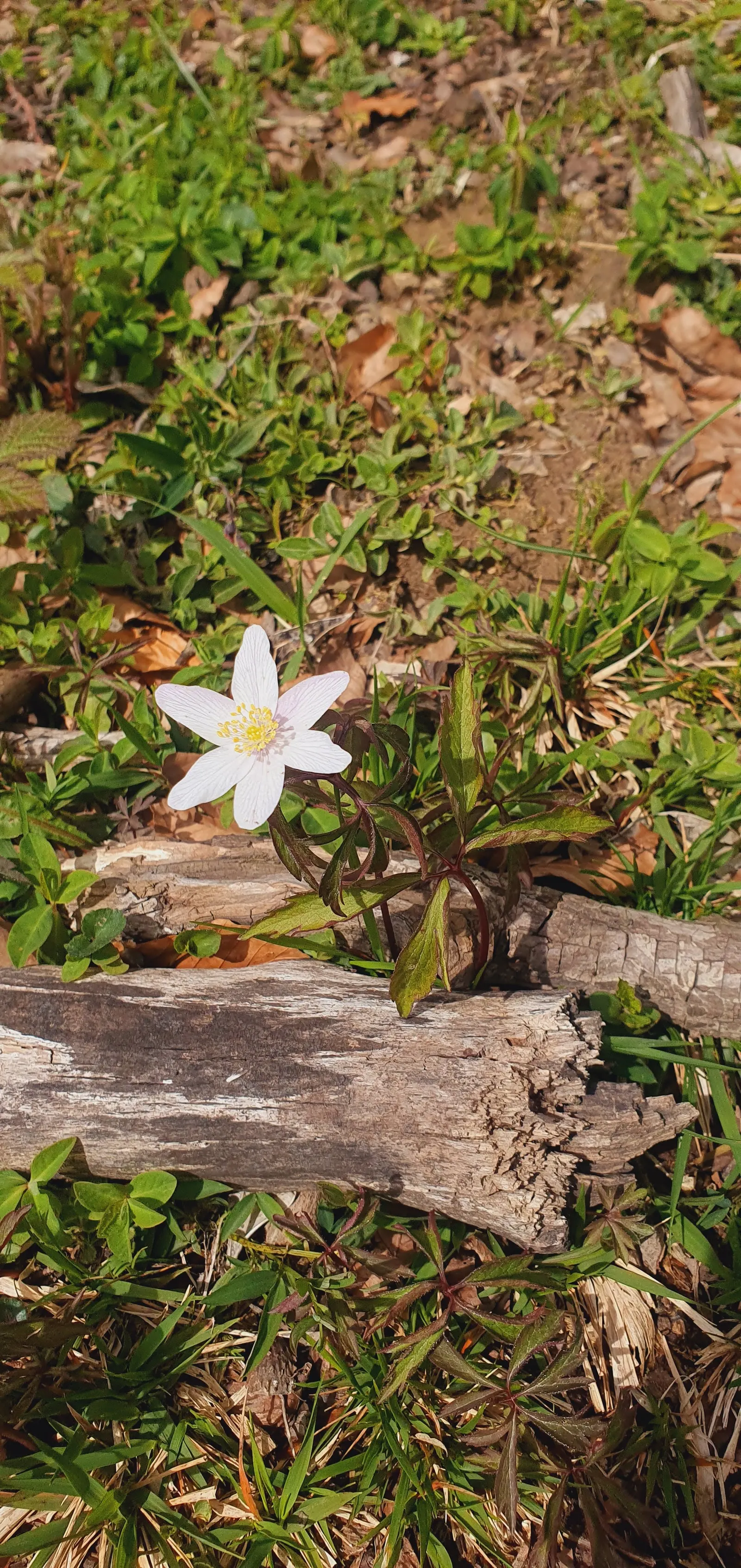 Wood Anemone (Anemone Nemorosa) — The plant exhibits deeply lobed leaves that create a lush, green carpet; part of the Ranunculaceae family, image 87