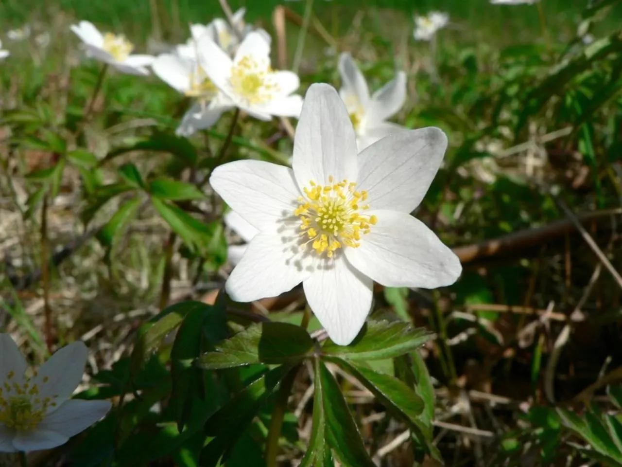 Wood Anemone (Anemone Nemorosa) — botanically known as Anemone nemorosa
