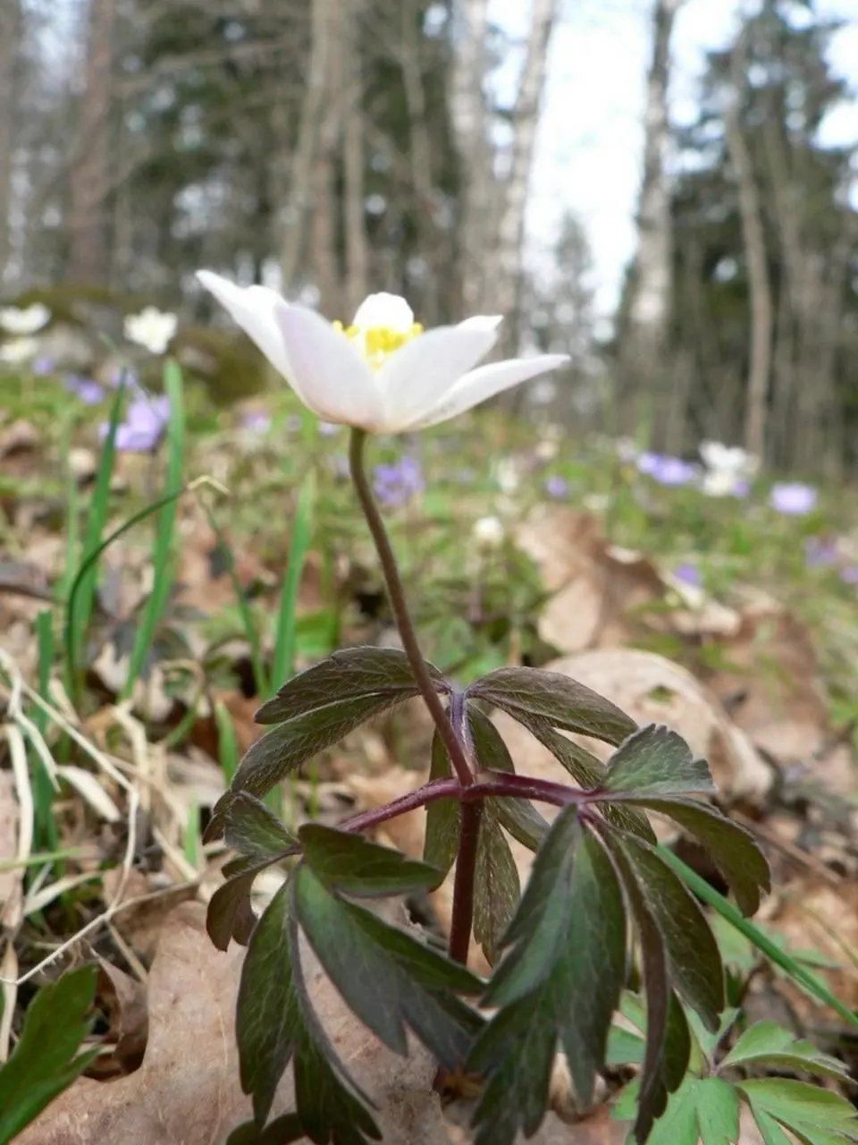 Wood Anemone (Anemone Nemorosa) — humus-rich soil and part to full shade