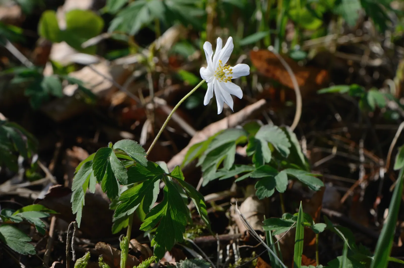Wood Anemone (Anemone Nemorosa) — ground cover / perennial with blue and pink and white blooms; the ideal pH range for this plant is slightly, image 181