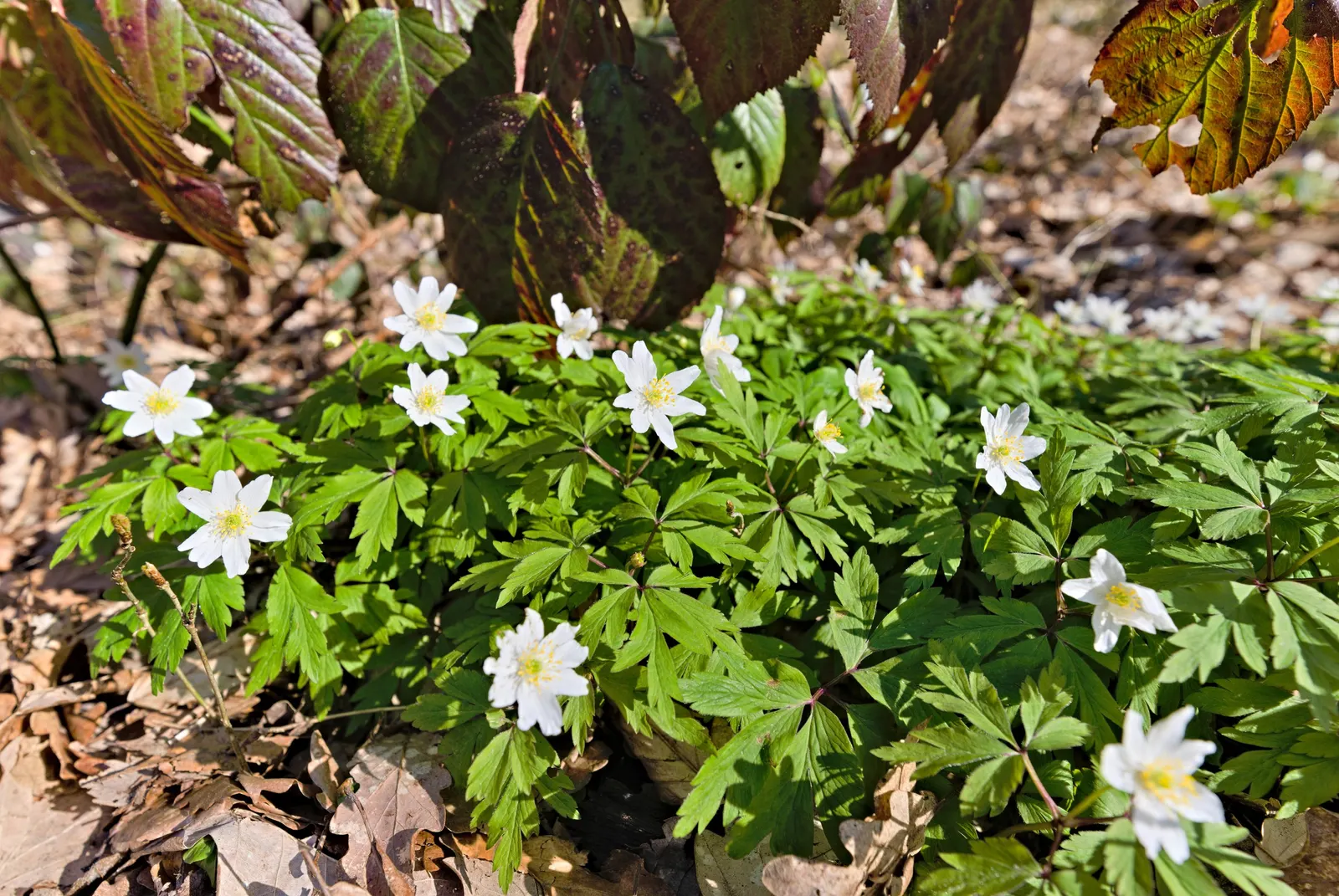 Wood Anemone (Anemone Nemorosa) — making it ideal for naturalizing in shaded garden spots or underplanting beneath trees; botanically known as, image 109