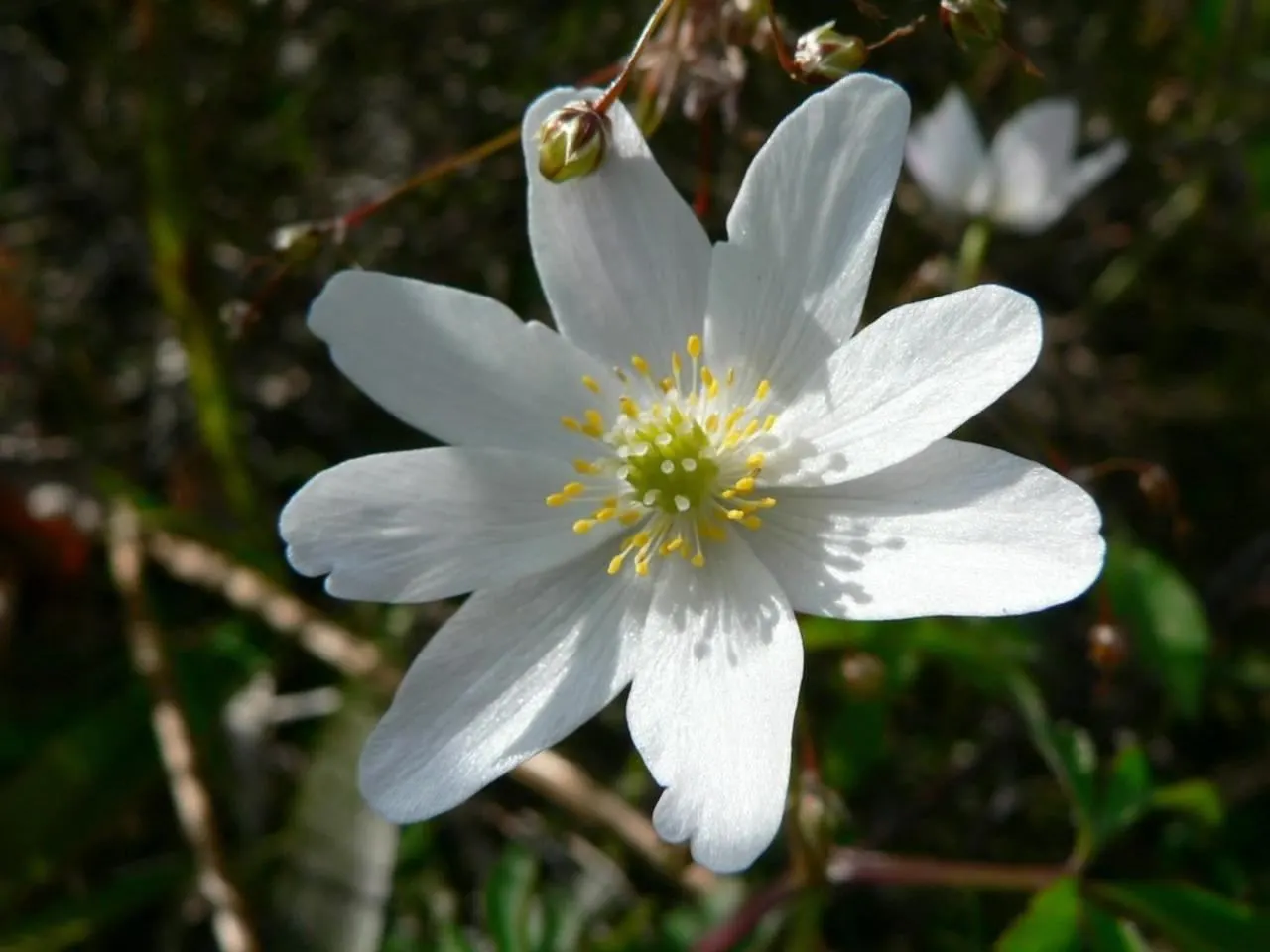 Wood Anemone (Anemone Nemorosa) — humus-rich soil and part to full shade; ground cover / perennial with blue and pink and white blooms, image 108