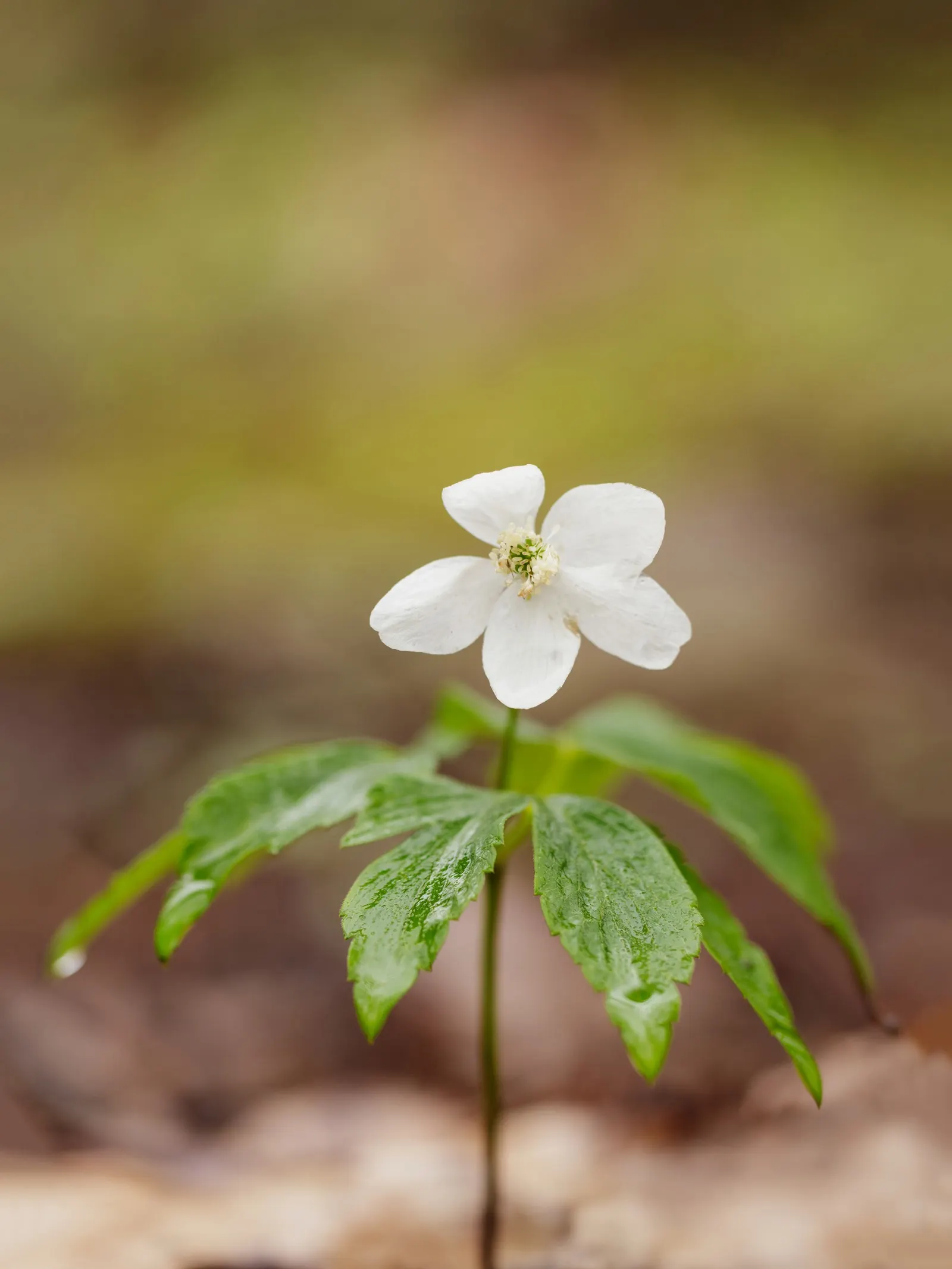 Wood Anemone (Anemone Nemorosa) — making it ideal for naturalizing in shaded garden spots or underplanting beneath trees; botanically known as Anemone nemorosa