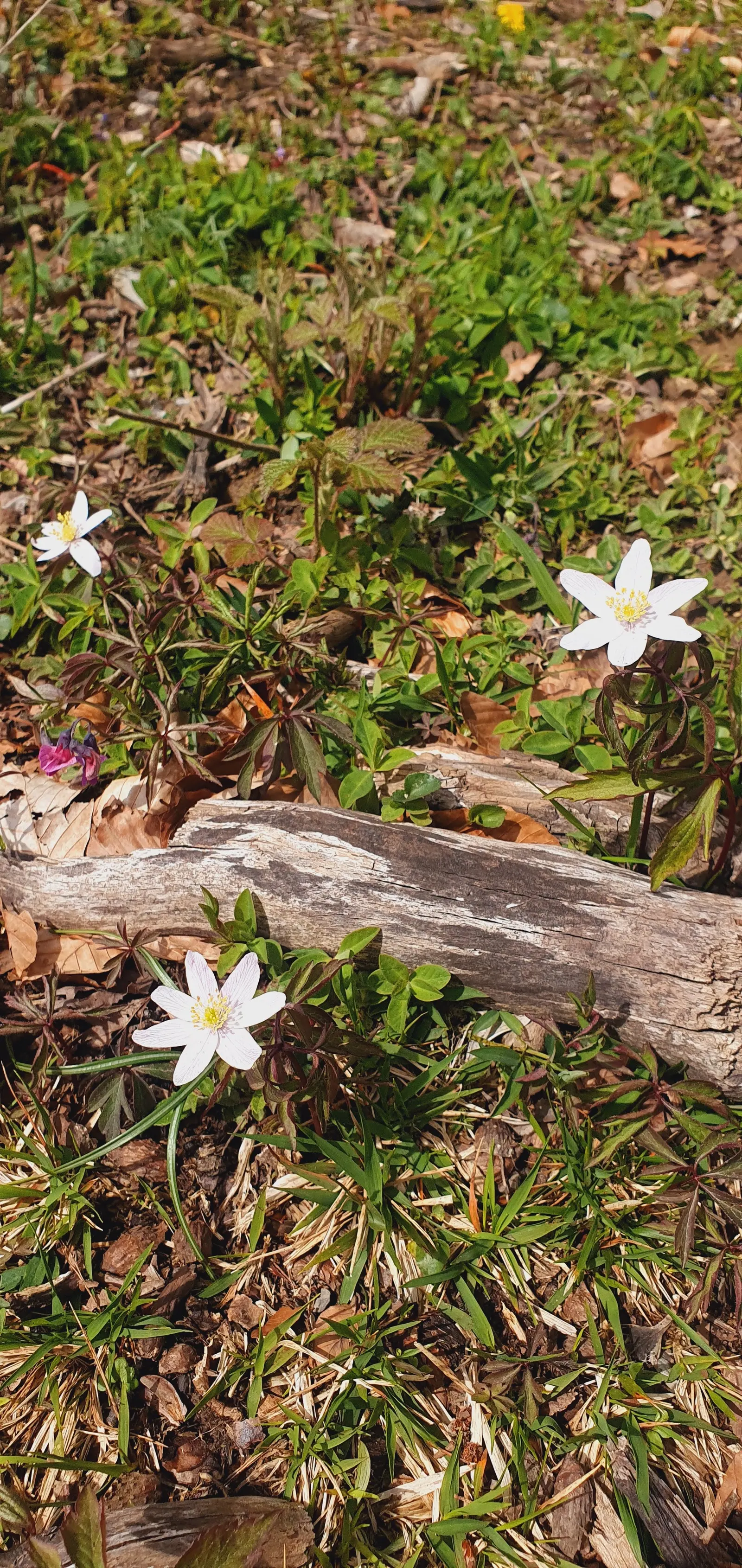 Wood Anemone (Anemone Nemorosa) — ground cover / perennial with blue and pink and white blooms