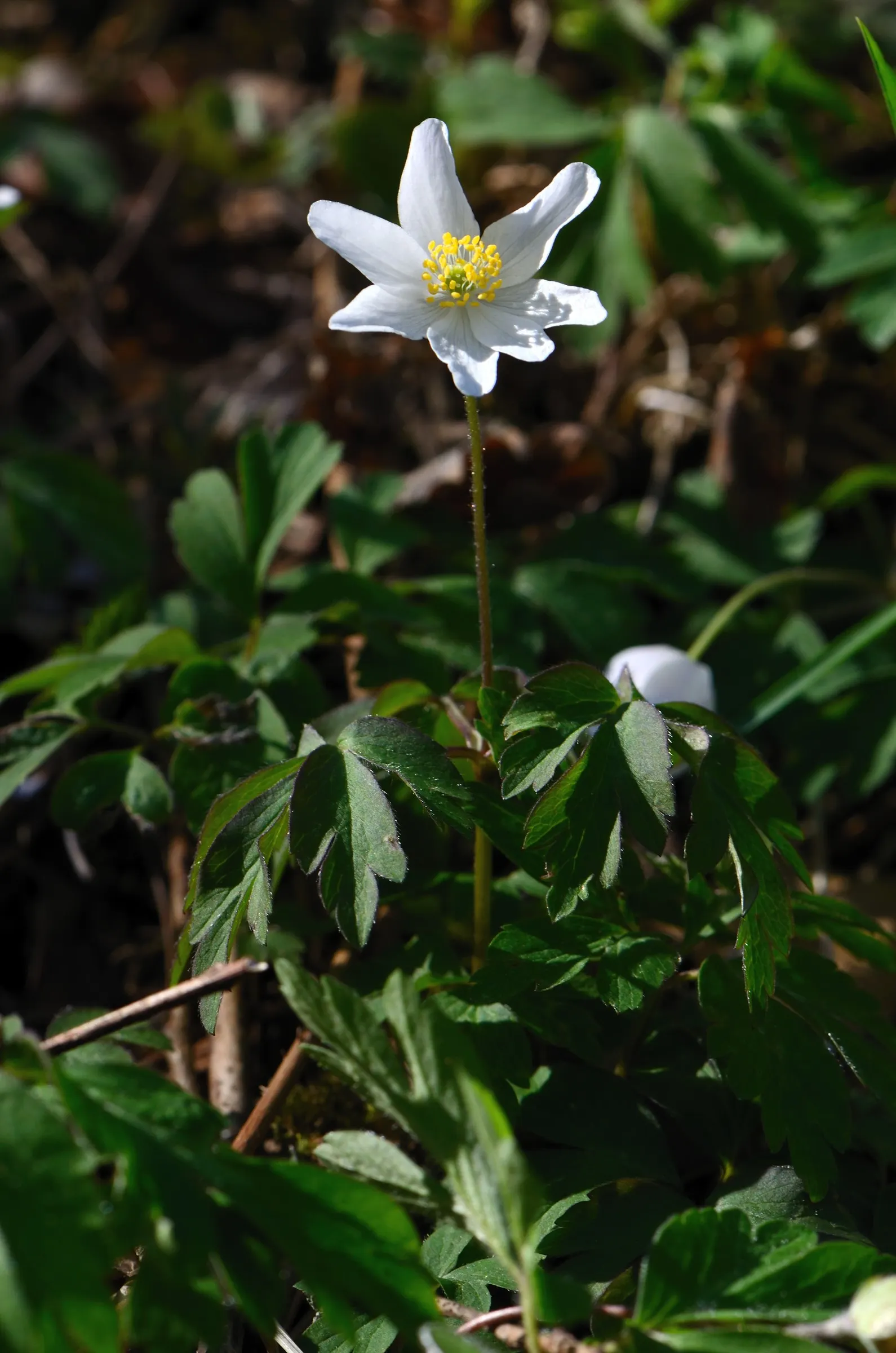 Wood Anemone (Anemone Nemorosa) — The Wood Anemone, or Anemone nemorosa, thrives in deciduous woodland settings; humus-rich soil and part to full, image 157