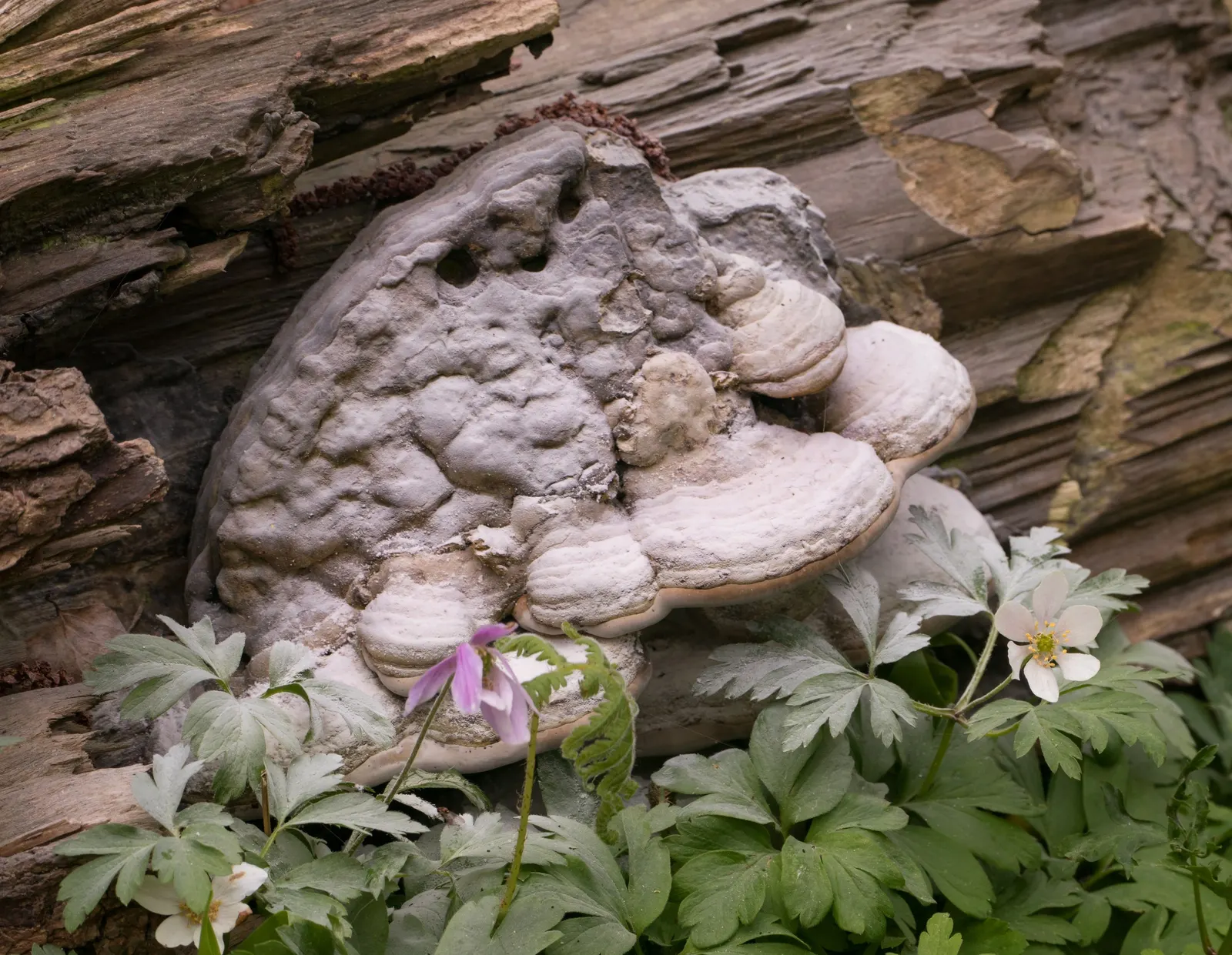 Wood Anemone (Anemone Nemorosa) — is a captivating perennial that brings a delicate beauty to any shade or woodland garden; they partner, image 59