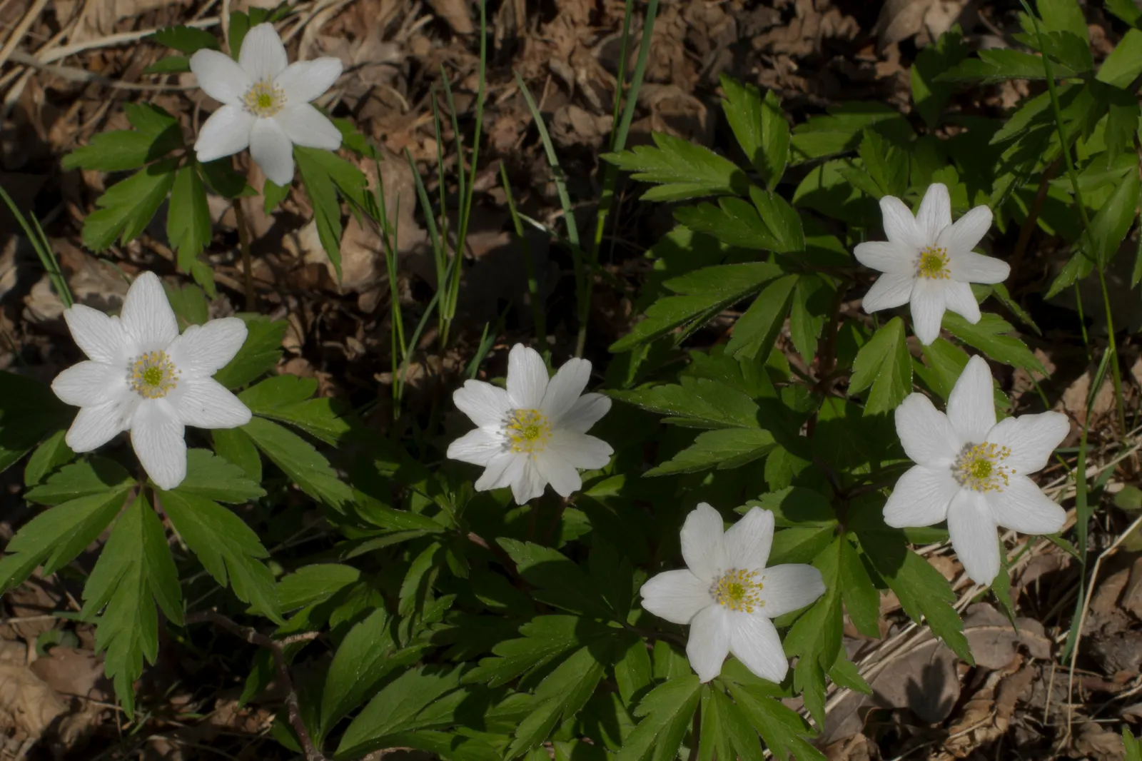 Wood Anemone (Anemone Nemorosa) — is a captivating perennial that brings a delicate beauty to any shade or woodland garden; they partner, image 137