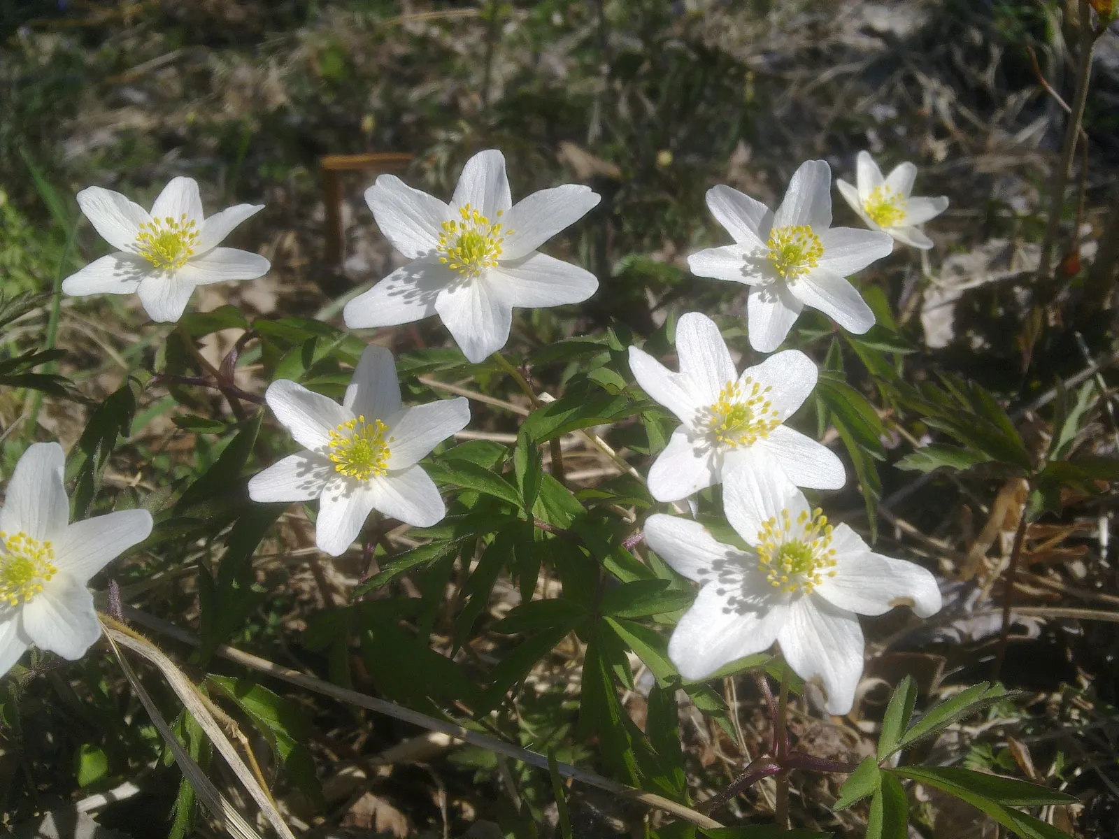 Wood Anemone (Anemone Nemorosa) — surrounding a central cluster of yellow stamens.<br><br>Preferring dappled sunlight; expect a flush of starry, image 91