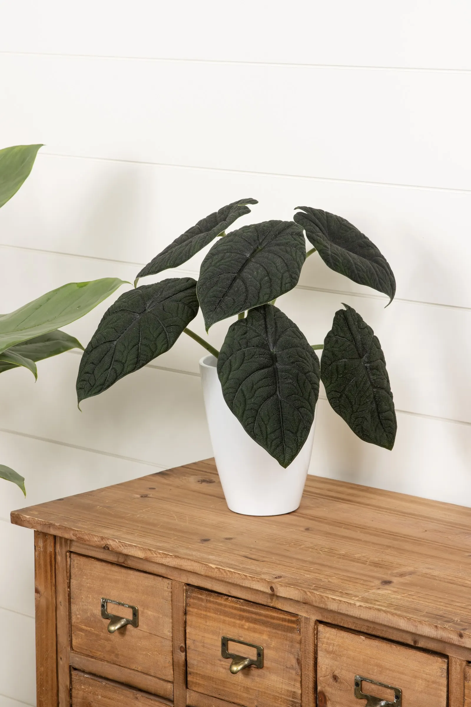 Dragonite™ Jewel Alocasia (Alocasia melo) — The Alocasia melo is a compact jewel alocasia with thick