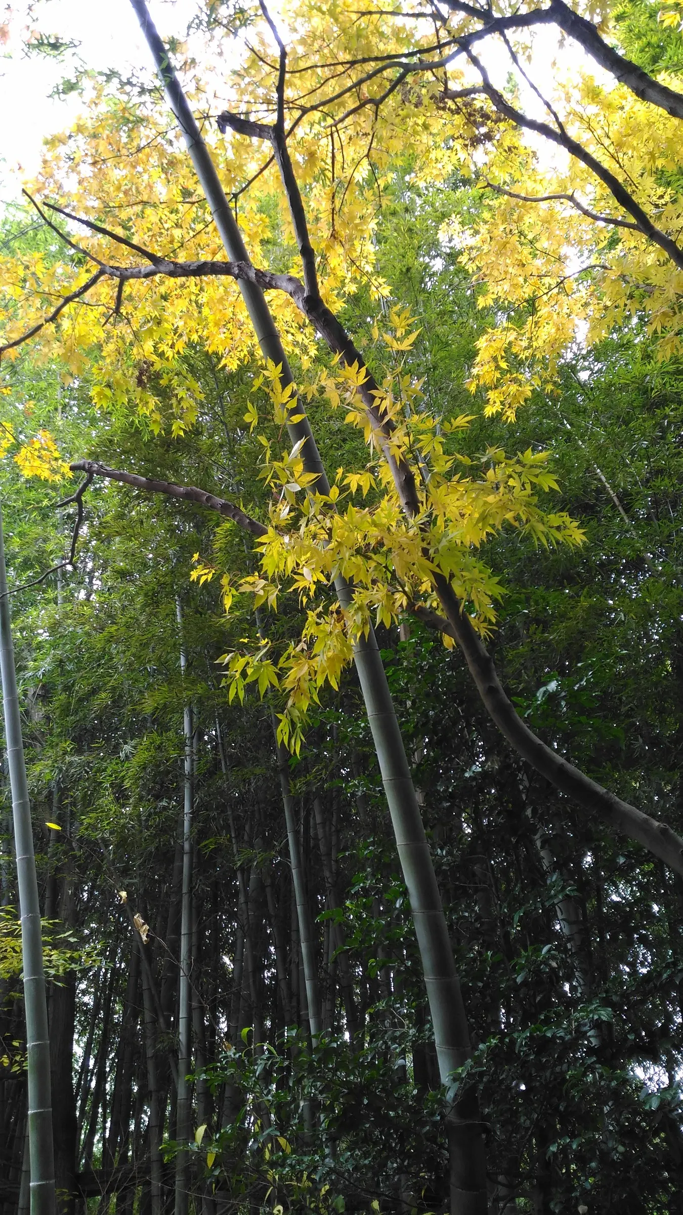 Osakazuki Japanese Maple (Acer Palmatum 'Osakazuki') — it thrives in part-shade to full sun with moist