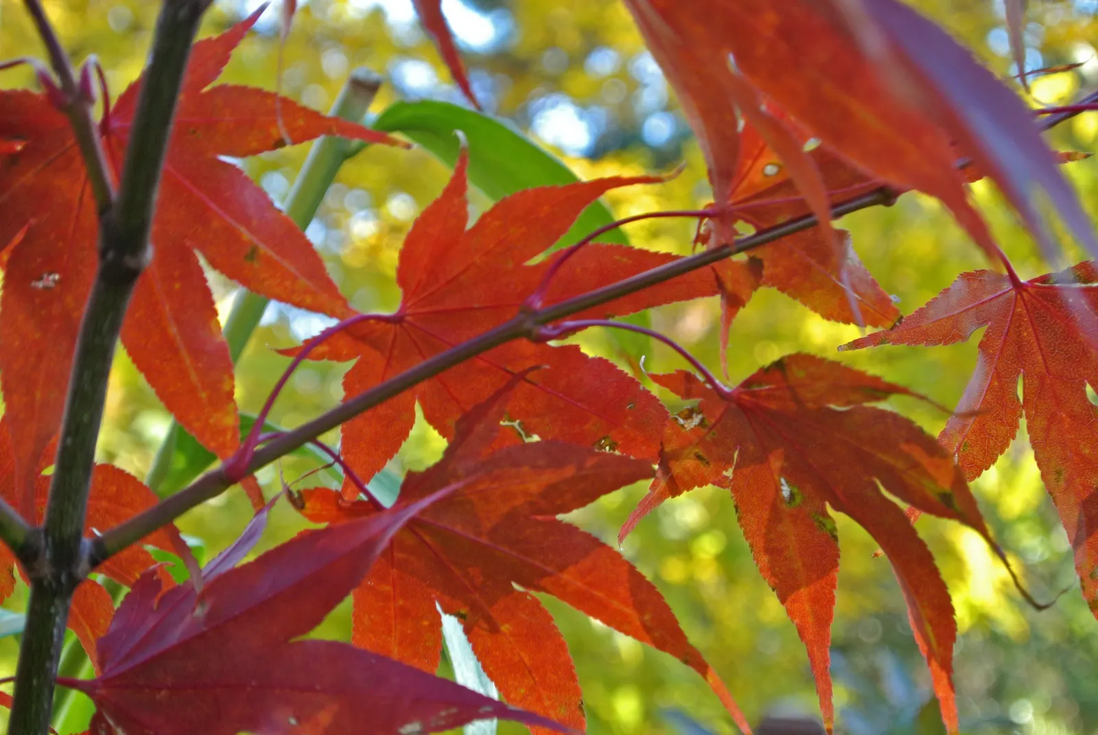 Osakazuki Japanese Maple (Acer Palmatum 'Osakazuki') — Reaching up to 20 feet in height and 15 feet wide; commonly referred to as Osakazuki Japanese Maple